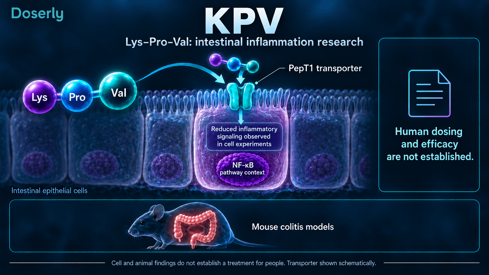 Absorption du KPV par le transporteur intestinal PepT1, résultats cellulaires sur la signalisation inflammatoire et recherche sur la colite chez la souris, sans efficacité humaine établie.