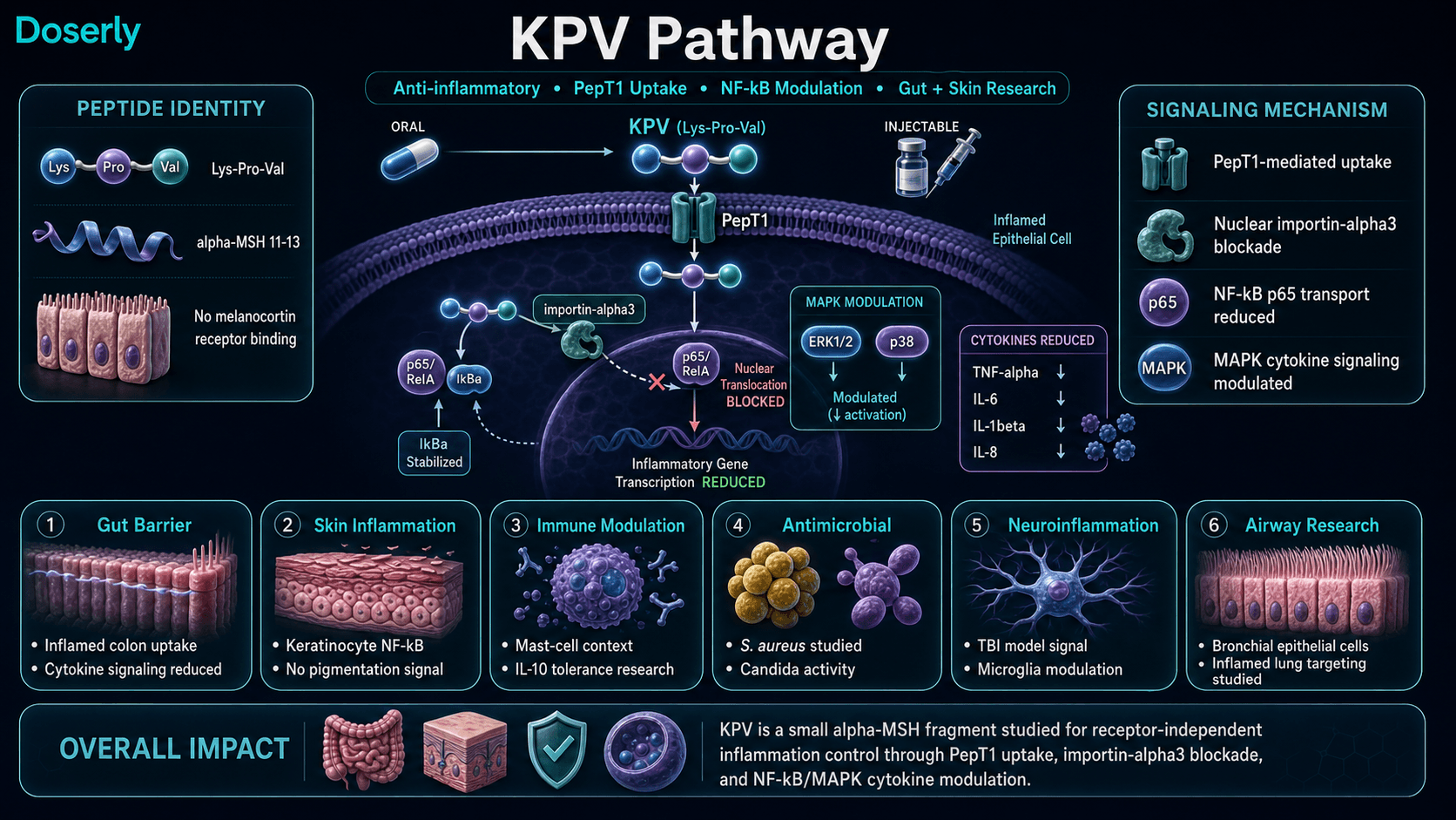 KPV pathway infographic showing alpha-MSH derived Lys-Pro-Val tripeptide identity, PepT1 transporter-mediated uptake into inflamed epithelial cells, nuclear accumulation, importin-alpha3 blockade, reduced p65 RelA NF-kB nuclear transport, IkBa stabilization, MAPK ERK and p38 modulation, reduced TNF-alpha IL-6 IL-1beta and IL-8 signaling, and research outcome themes for gut barrier support, skin inflammation, immune modulation, antimicrobial activity, neuroinflammation, and airway epithelial inflammation.