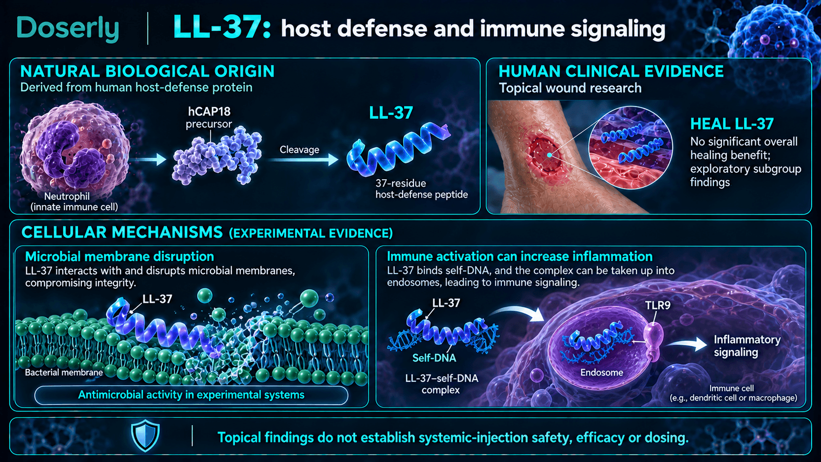 Clivage du précurseur LL-37, perturbation des membranes microbiennes et signalisation inflammatoire ADN du soi–TLR9, avec les limites des essais sur les plaies en usage topique.