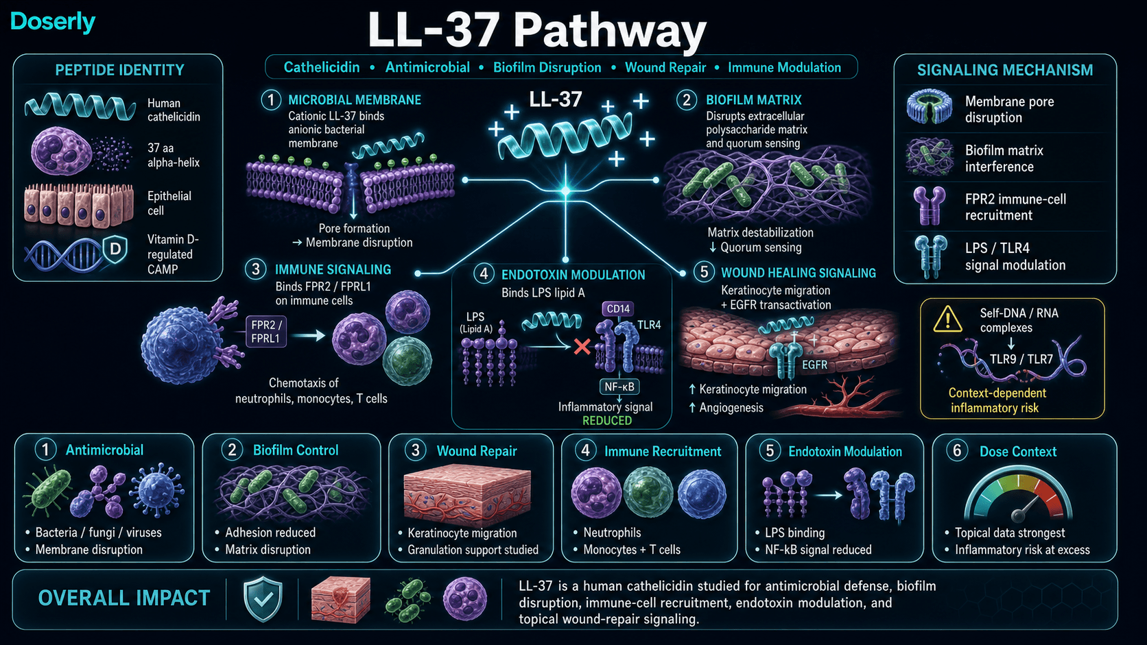 LL-37 pathway infographic showing human cathelicidin peptide identity, vitamin D regulated CAMP expression, amphipathic alpha-helical LL-37 binding to anionic microbial membranes, pore formation and membrane disruption, biofilm matrix interference, FPR2 FPRL1 immune-cell chemotaxis, LPS lipid A binding with CD14 TLR4 NF-kB signal modulation, EGFR-linked keratinocyte migration and wound repair signaling, and context-dependent inflammatory risk from self-DNA and self-RNA complexes.