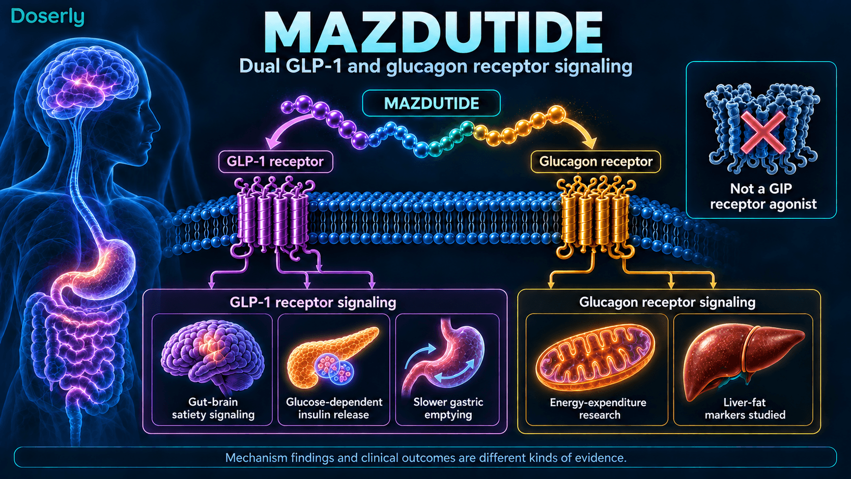 Le mazdutide active les récepteurs du GLP-1 et du glucagon par des voies distinctes; les effets physiologiques et les critères de recherche sont différenciés.