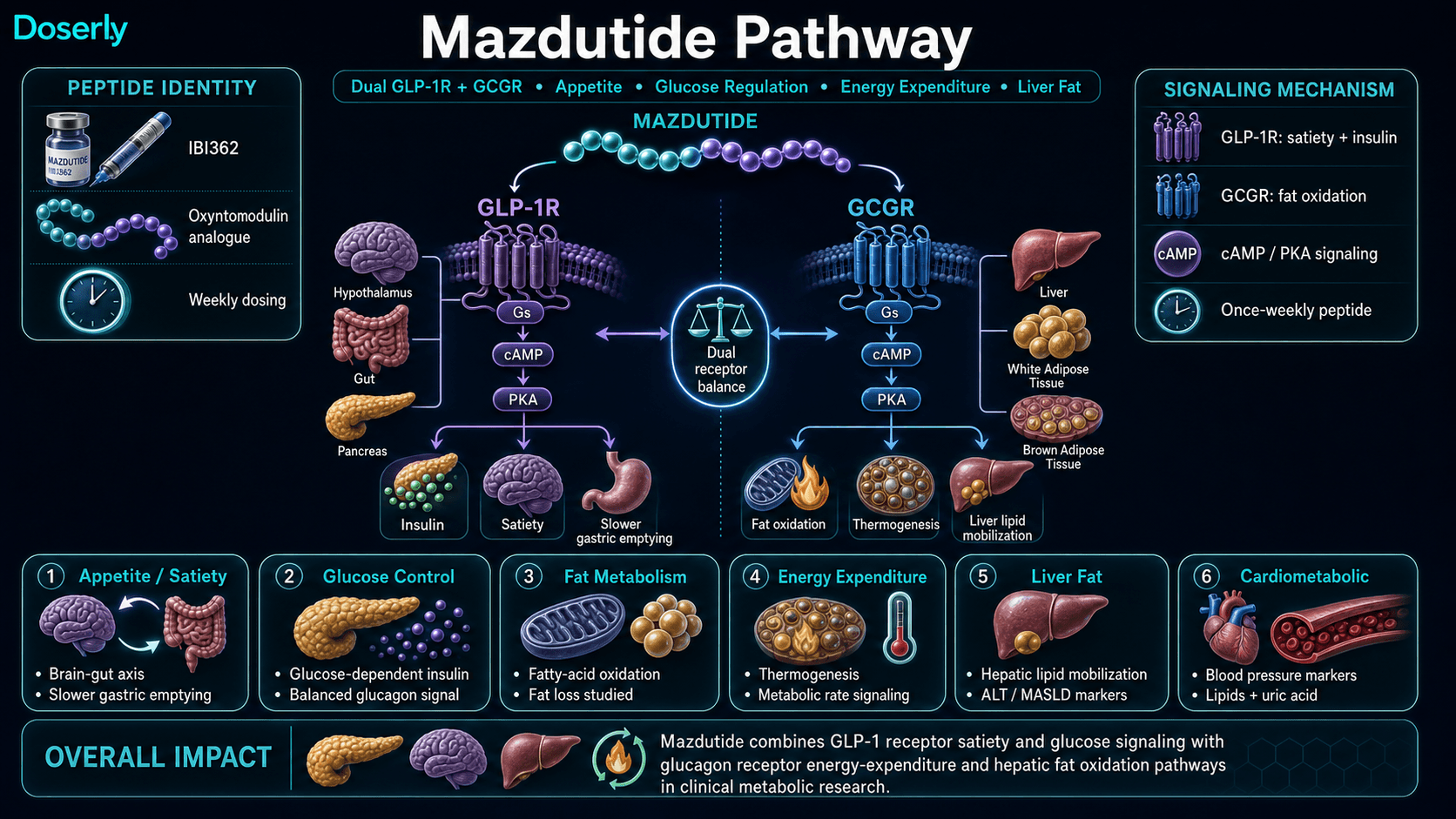 Mazdutide pathway infographic showing long-acting IBI362 dual GLP-1R and glucagon receptor agonist identity, GLP-1 receptor Gs cAMP PKA signaling in pancreas gut-brain and hypothalamic satiety pathways, glucose-dependent insulin release, slower gastric emptying, GCGR cAMP PKA signaling in liver and adipose tissue, fatty acid oxidation, thermogenesis, hepatic lipid mobilization, liver fat marker research, cardiometabolic markers, and the distinction that mazdutide is not a GIP receptor agonist.