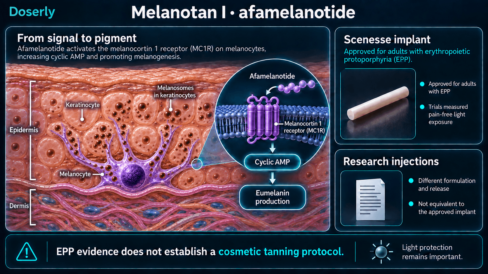 Signalisation de l’afamélanotide dans les mélanocytes cutanés; les données sur l’implant approuvé pour la PPE sont distinguées des injections expérimentales.