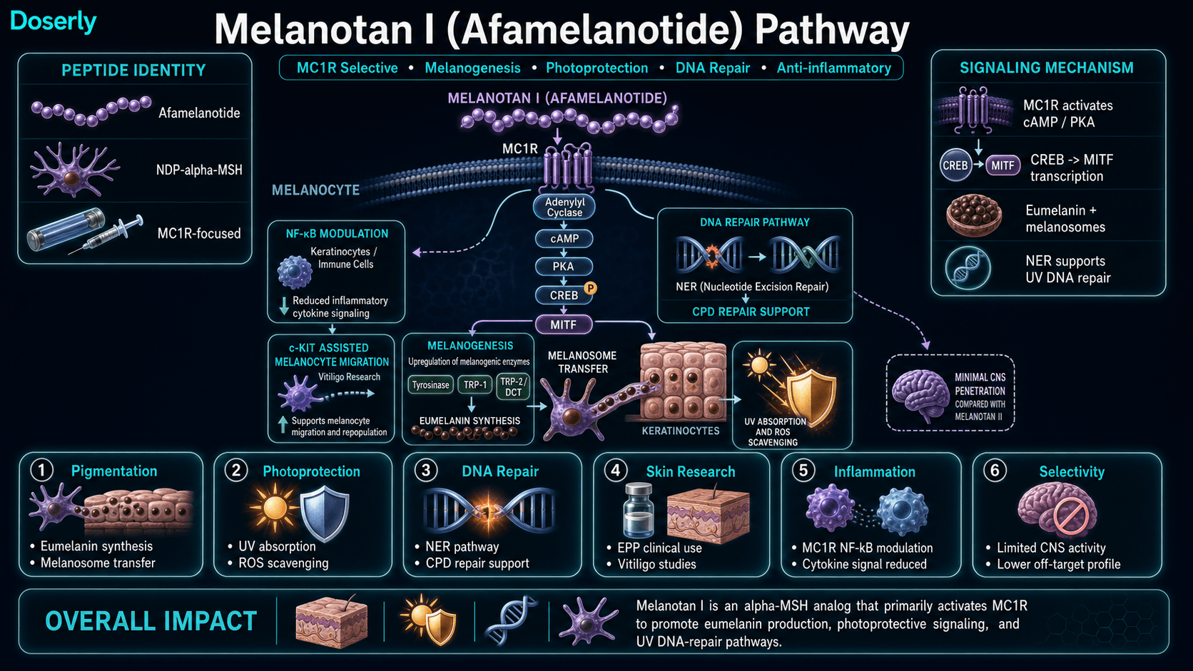 Melanotan I afamelanotide pathway infographic showing linear alpha-MSH analog identity, MC1R-focused melanocortin receptor activation on melanocytes, adenylyl cyclase cAMP PKA CREB MITF signaling, tyrosinase TRP-1 and TRP-2 DCT enzyme induction, eumelanin synthesis, melanosome transfer to keratinocytes, UV absorption, ROS scavenging, nucleotide excision repair and CPD repair support, NF-kB modulation, c-Kit assisted melanocyte migration research, and limited CNS penetration compared with Melanotan II.