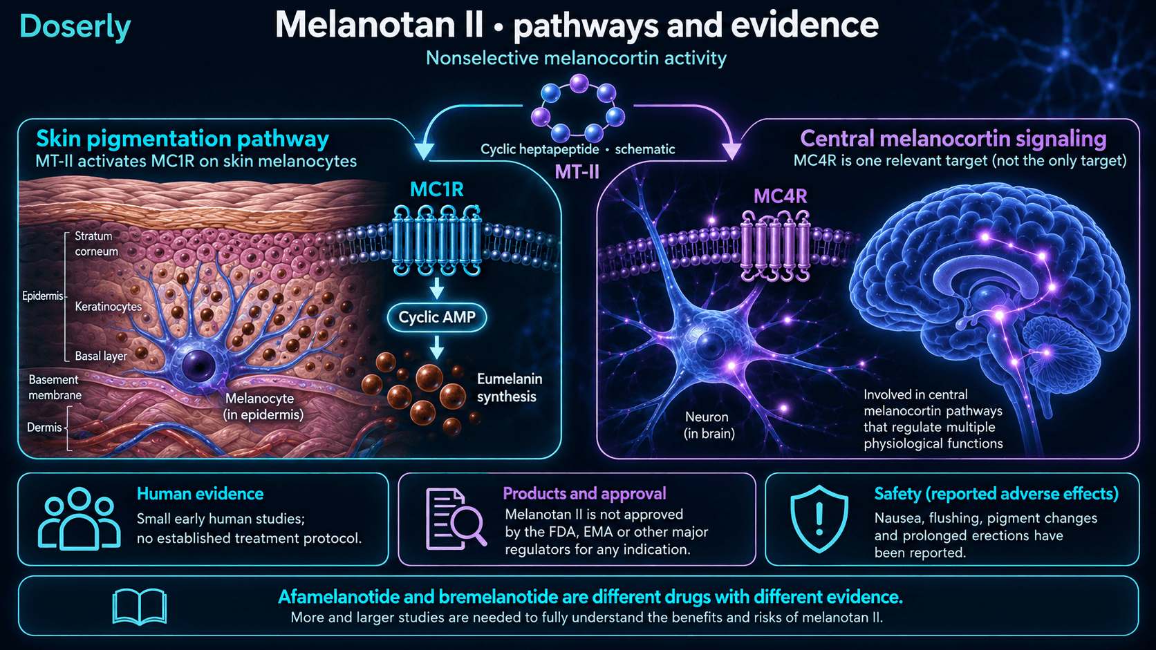 Voies cutanées et centrales des mélanocortines liées au Melanotan II, données humaines précoces limitées et effets indésirables rapportés.