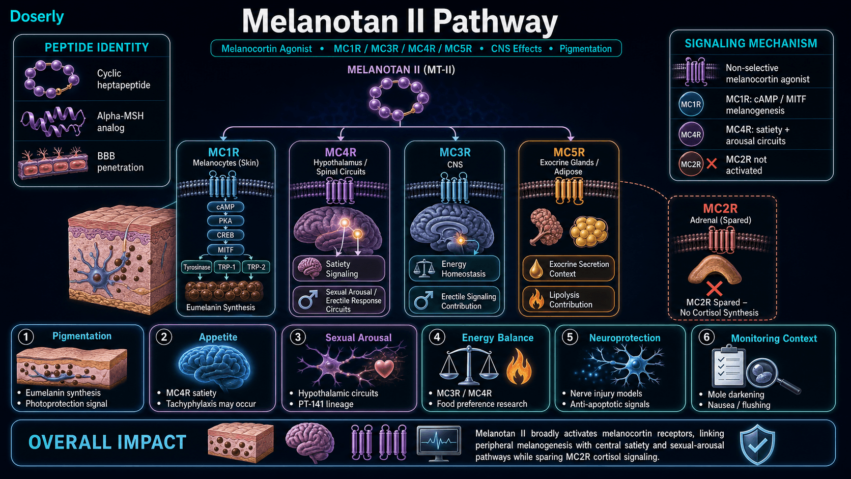 Melanotan II pathway infographic showing cyclic alpha-MSH analog identity, blood-brain barrier penetration, non-selective melanocortin receptor agonism at MC1R MC3R MC4R and MC5R, MC1R cAMP PKA CREB MITF signaling for tyrosinase TRP-1 TRP-2 and eumelanin synthesis, MC4R hypothalamic satiety and sexual arousal circuits, MC3R energy homeostasis contribution, MC5R exocrine and lipolysis context, MC2R sparing with no cortisol synthesis, and monitoring themes including nausea flushing and mole darkening.