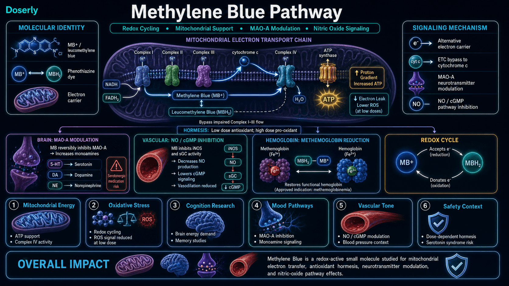 Methylene Blue pathway infographic showing phenothiazine redox-active small molecule identity, MB plus and leucomethylene blue redox cycling, mitochondrial electron transport chain support with electrons from NADH and FADH2 bypassing Complex I through Complex III to cytochrome c and Complex IV, ATP synthesis, reduced ROS signaling at low doses, dose-dependent hormesis, reversible MAO-A inhibition affecting serotonin dopamine and norepinephrine, iNOS and soluble guanylate cyclase inhibition reducing NO cGMP vasodilation, methemoglobin Fe3 plus to hemoglobin Fe2 plus restoration, and serotonin syndrome interaction risk.