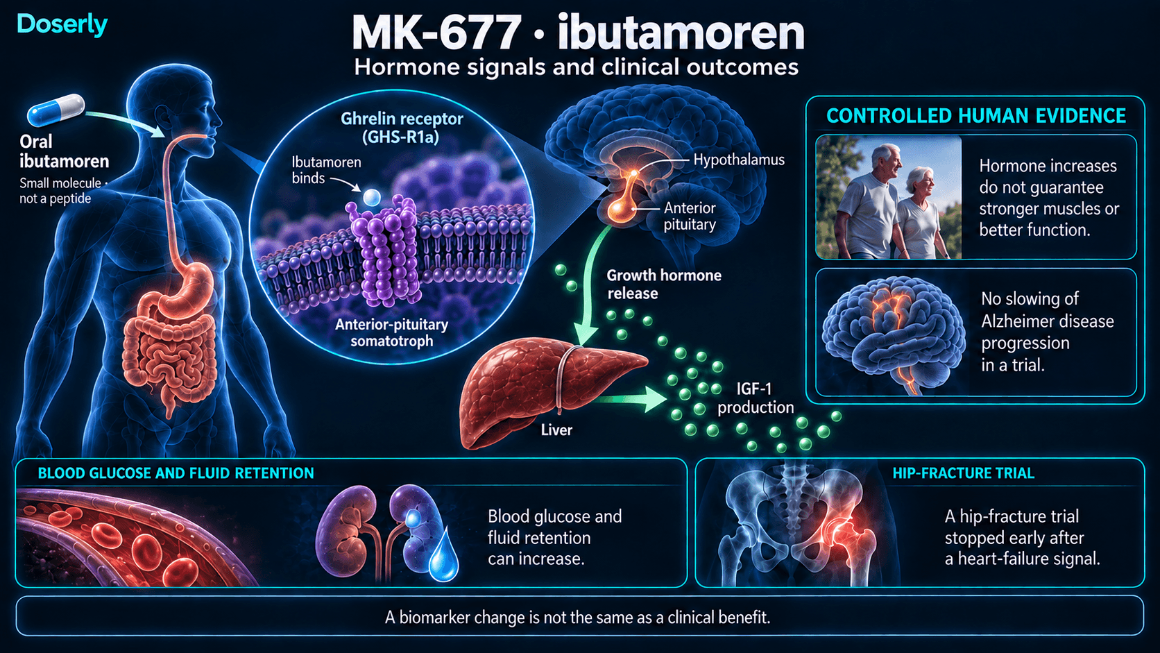 L’ibutamorène stimule la libération hypophysaire d’hormone de croissance et la production hépatique d’IGF-1; ces changements ne démontrent pas un bénéfice clinique.