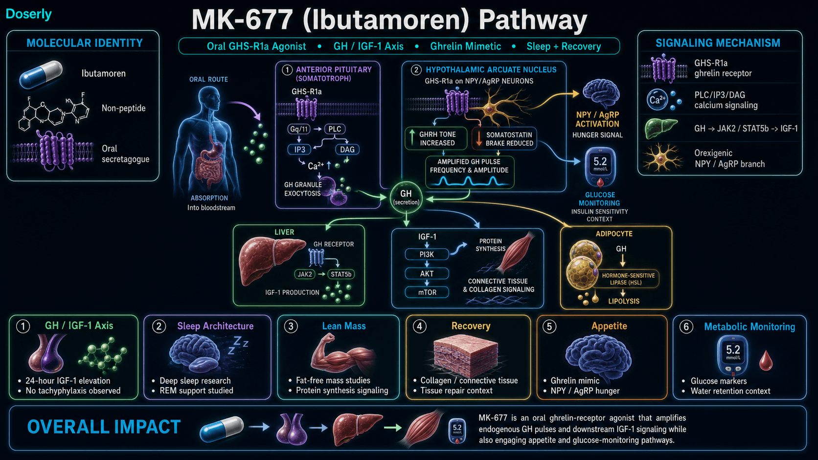 MK-677 Ibutamoren pathway infographic showing oral non-peptide ghrelin receptor agonist identity, GHS-R1a activation in anterior pituitary somatotroph cells and hypothalamic arcuate nucleus neurons, Gq PLC IP3 DAG calcium signaling, NPY and AgRP hunger signaling, increased GHRH tone, reduced somatostatin brake, growth hormone pulse amplification, GH receptor JAK2 STAT5b signaling in the liver, IGF-1 production, PI3K AKT mTOR protein synthesis, connective tissue and collagen signaling, lipolysis, sleep architecture research, appetite effects, glucose monitoring, and water retention context.