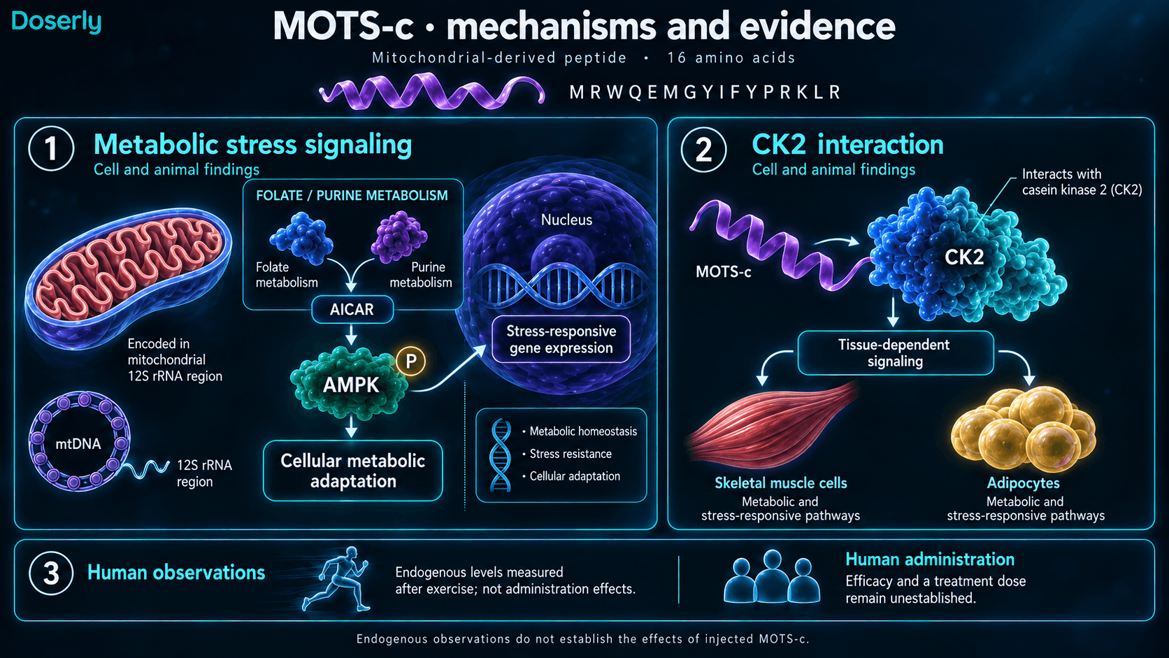 Résultats cellulaires et animaux sur la signalisation de MOTS-c, distingués des observations endogènes humaines et des bénéfices non établis de son administration.