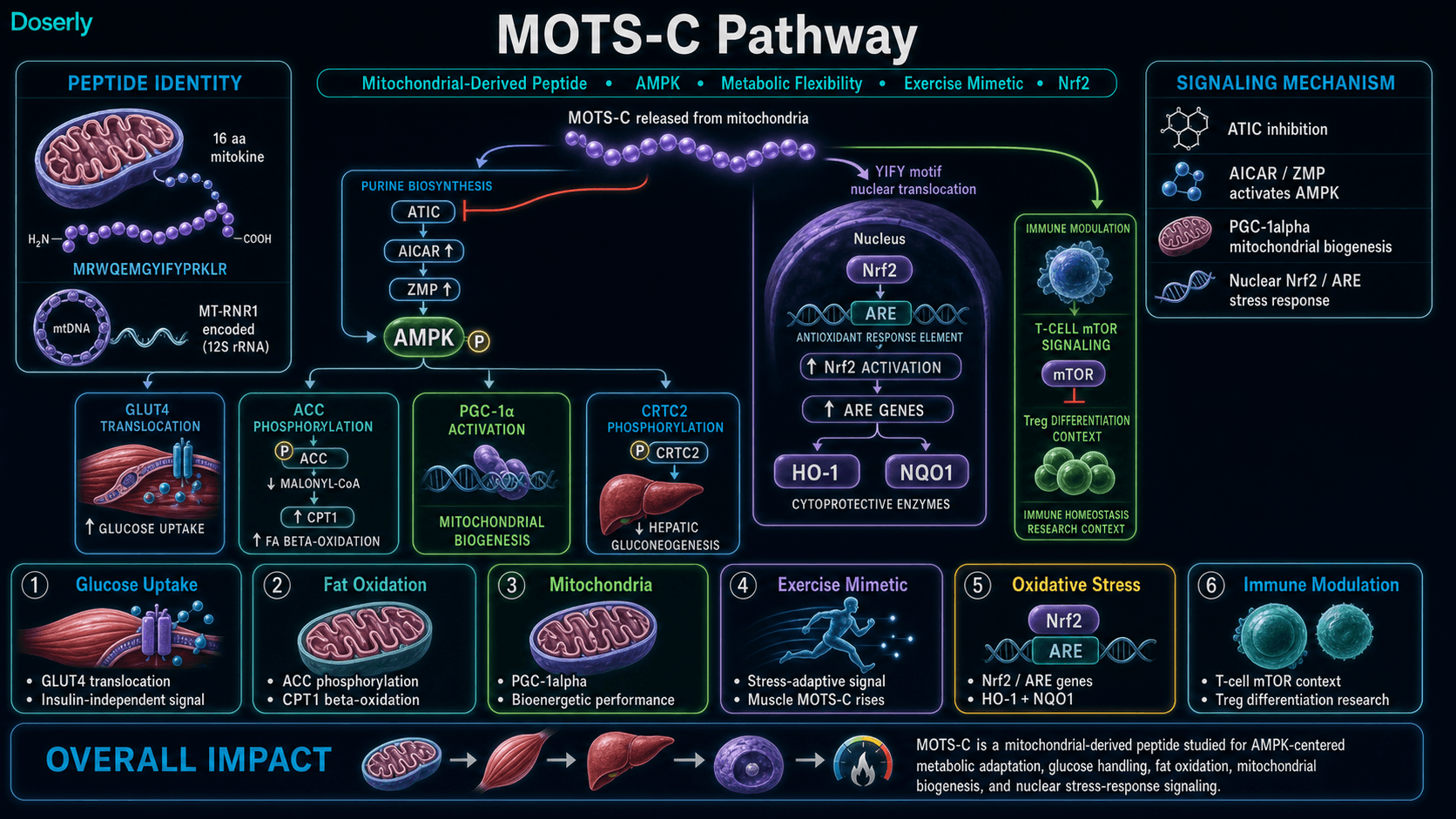 MOTS-C pathway infographic showing mitochondrial-derived 16 amino acid peptide identity encoded by MT-RNR1 mitochondrial 12S rRNA, MOTS-C release from mitochondria, ATIC inhibition in purine biosynthesis, AICAR and ZMP accumulation, AMPK activation, GLUT4 translocation for glucose uptake, ACC phosphorylation and CPT1 fatty acid beta-oxidation, PGC-1alpha mitochondrial biogenesis, CRTC2 regulation of hepatic gluconeogenesis, YIFY motif nuclear translocation, Nrf2 and ARE stress-response gene activation, HO-1 and NQO1 cytoprotective enzymes, and T-cell mTOR immune modulation research.