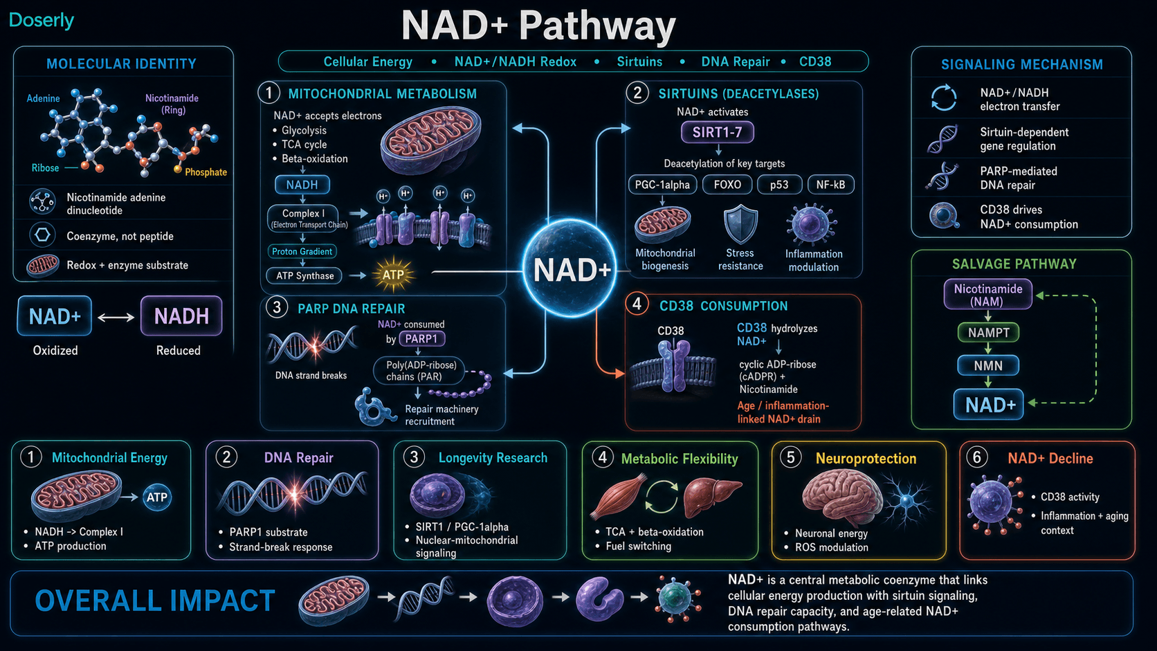 NAD+ pathway infographic showing nicotinamide adenine dinucleotide coenzyme identity, NAD+ and NADH redox cycling, glycolysis TCA cycle and beta-oxidation electron transfer to mitochondrial Complex I, proton gradient and ATP synthase energy production, SIRT1 through SIRT7 activation with PGC-1alpha FOXO p53 and NF-kB deacetylation, PARP1-mediated DNA strand-break repair, CD38-driven NAD+ consumption to cyclic ADP-ribose and nicotinamide, NAMPT NMN salvage pathway replenishment, mitochondrial function, metabolic flexibility, neuroprotection research, and age and inflammation linked NAD+ decline.