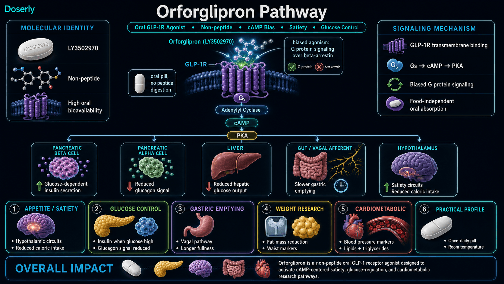 Orforglipron pathway infographic showing LY3502970 oral non-peptide small molecule GLP-1 receptor agonist identity, high oral bioavailability, GLP-1R binding in the upper transmembrane helical bundle, biased G protein signaling over beta-arrestin recruitment, Gs adenylyl cyclase cAMP PKA activation, glucose-dependent insulin secretion from pancreatic beta cells, reduced glucagon signaling from alpha cells, reduced hepatic glucose output, vagal slowing of gastric emptying, hypothalamic satiety circuits, body weight and cardiometabolic marker research, once-daily pill profile, and room temperature storage.