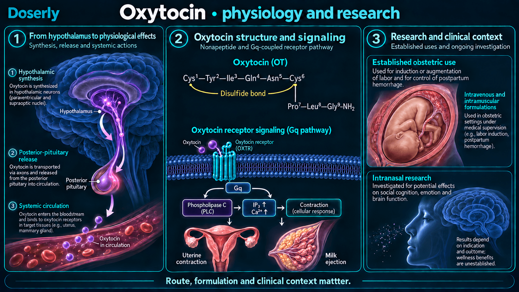 Synthèse, libération, séquence peptidique et signalisation de l’ocytocine; l’usage obstétrical est distingué de la recherche intranasale.