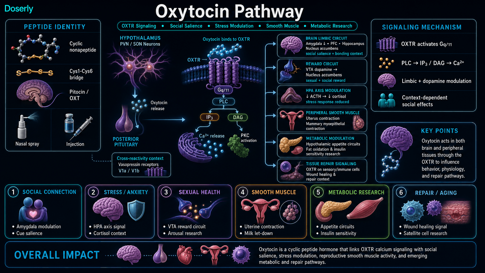Oxytocin pathway infographic showing cyclic nonapeptide identity with Cys1 Cys6 disulfide bridge, hypothalamic PVN and SON production, posterior pituitary release, intranasal and injectable routes, OXTR Gq11 PLC IP3 DAG calcium and PKC signaling, limbic amygdala prefrontal hippocampus and nucleus accumbens social salience pathways, VTA dopamine reward signaling, HPA axis ACTH and cortisol modulation, uterine and mammary smooth muscle contraction, hypothalamic appetite and metabolic research pathways, wound healing and satellite cell repair research, and vasopressin V1a V1b cross-reactivity context.