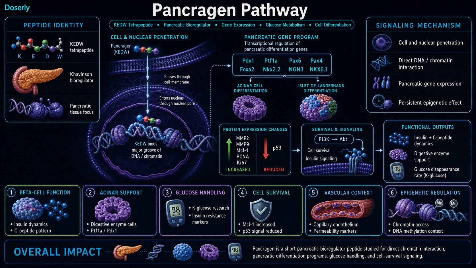 Pancragen pathway infographic showing KEDW tetrapeptide pancreatic bioregulator identity, cell and nuclear membrane penetration into pancreatic cells, direct DNA major groove and chromatin interaction, pancreatic gene expression regulation for Pdx1 Ptf1a Pax6 Pax4 Foxa2 Nkx2.2 NGN3 and NKX6.1, acinar and islet of Langerhans differentiation pathways, MMP2 MMP9 Mcl-1 PCNA and Ki67 expression increases, p53 reduction, PI3K Akt survival and insulin signaling context, insulin and C-peptide dynamics, digestive enzyme support, glucose handling research, vascular endothelial markers, and epigenetic regulation.
