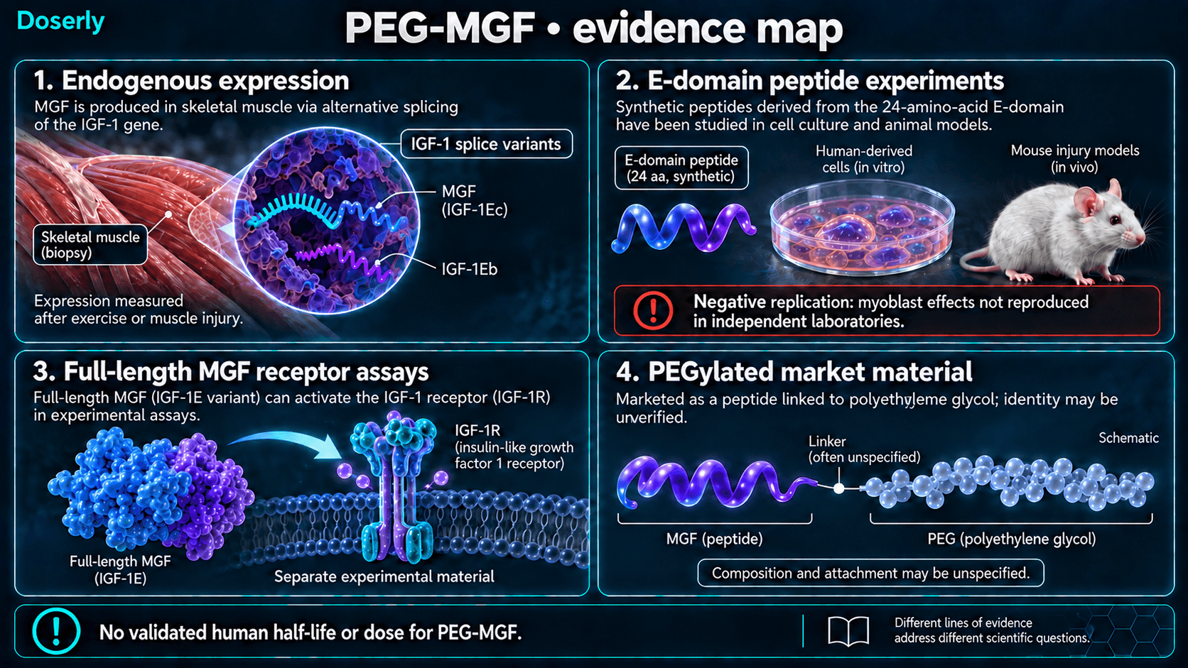 Carte des données sur le PEG-MGF distinguant l’expression endogène, les expériences peptidiques, les essais sur la forme complète et les produits commercialisés non vérifiés.