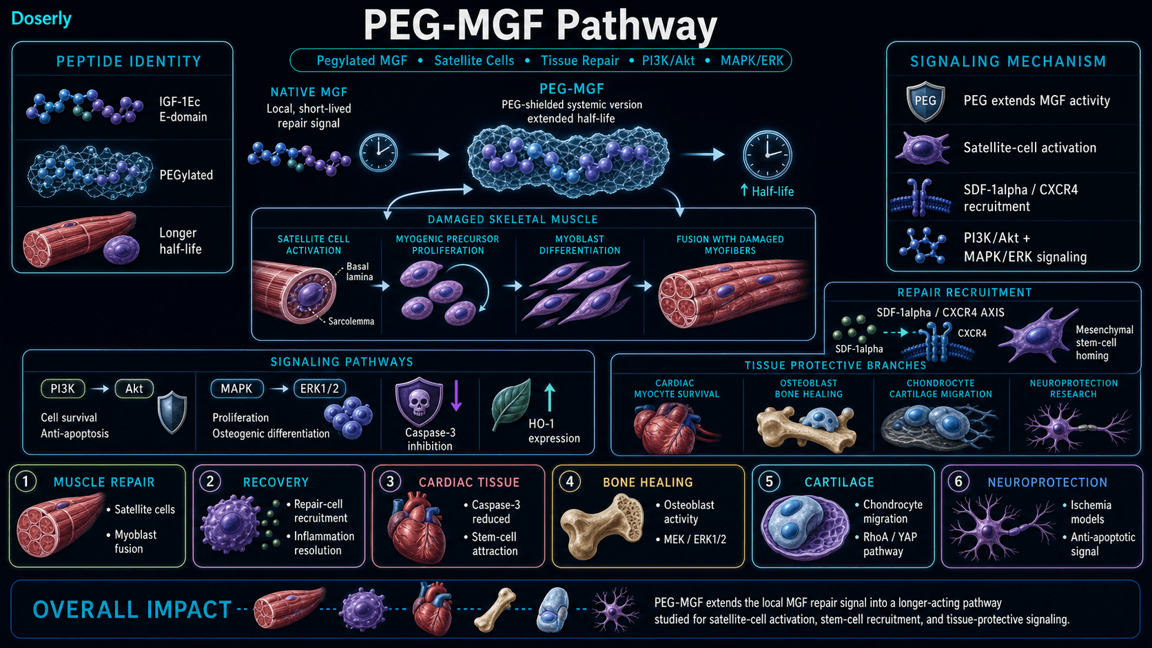 PEG-MGF pathway infographic showing pegylated mechano growth factor identity, IGF-1Ec E-domain peptide with PEG shielding and extended half-life, systemic delivery to damaged skeletal muscle, satellite cell activation between sarcolemma and basal lamina, myogenic precursor proliferation, myoblast differentiation and fusion with damaged myofibers, SDF-1alpha CXCR4 stem-cell recruitment, PI3K Akt survival signaling, MAPK ERK1/2 proliferation and osteogenic signaling, caspase-3 inhibition, HO-1 cytoprotection, cardiac myocyte survival, osteoblast bone healing, chondrocyte cartilage migration through RhoA YAP, and neuroprotection research.