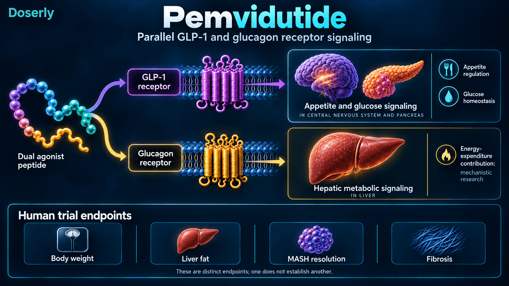 Pemvidutide GLP-1 and glucagon receptor pathways, with weight, liver fat, MASH resolution and fibrosis as distinct trial endpoints.