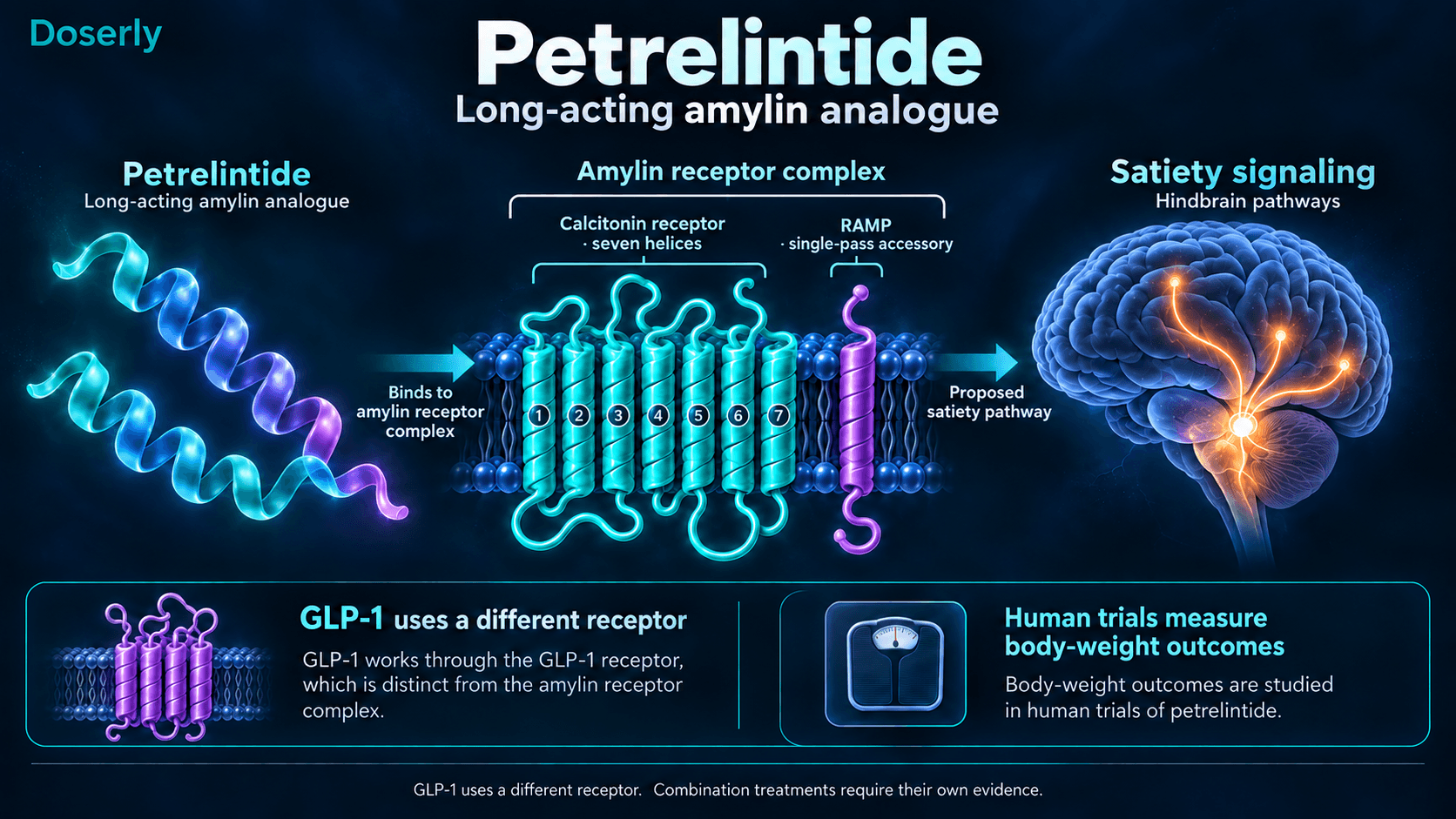 Petrelintide amylin-receptor complex combines a calcitonin receptor and RAMP; proposed satiety signaling is separated from human trial outcomes.