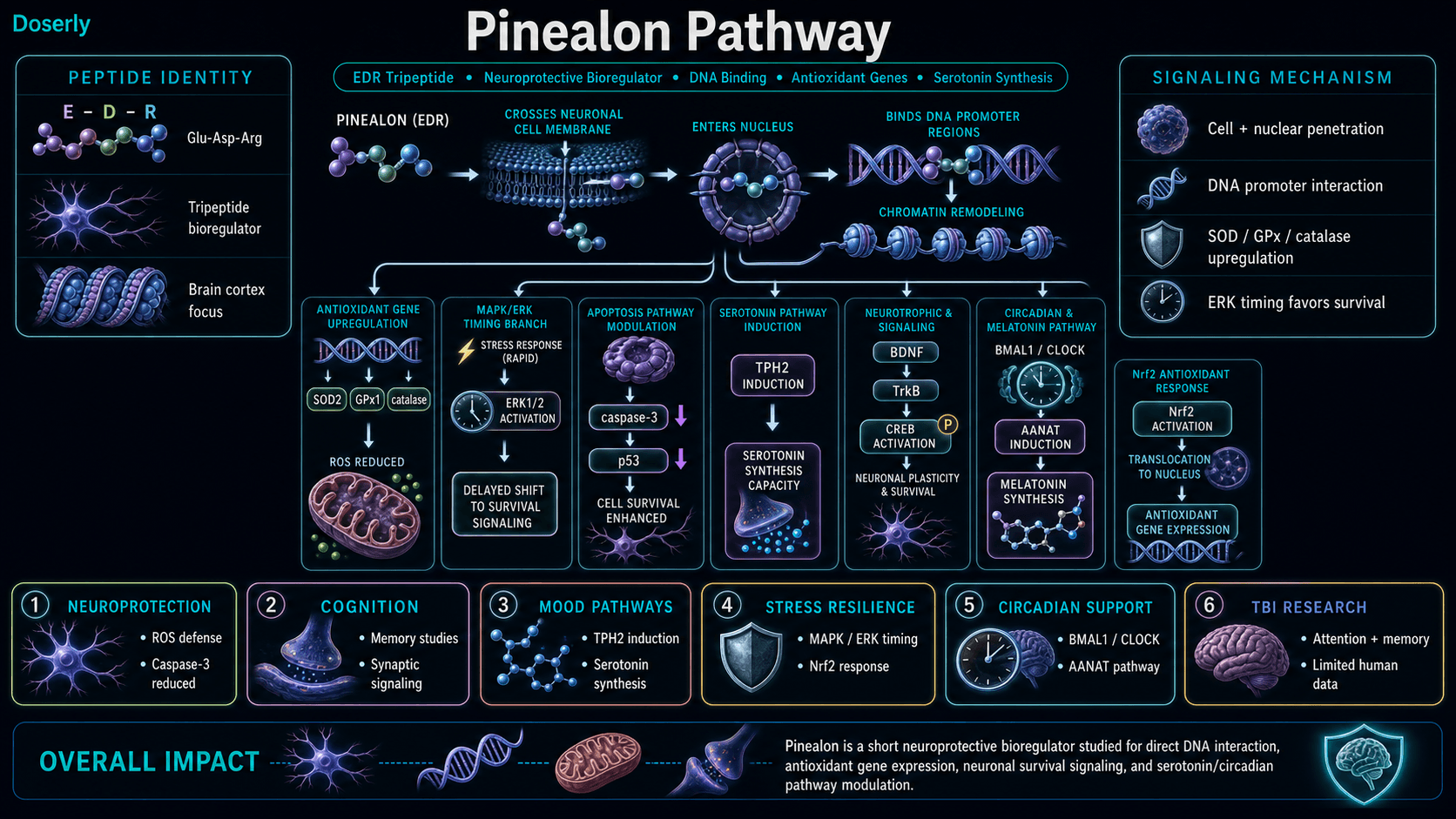 Pinealon pathway infographic showing EDR Glu-Asp-Arg tripeptide neuroprotective bioregulator identity, neuronal cell and nuclear membrane penetration, DNA promoter-region binding and chromatin remodeling, SOD2 GPx1 and catalase antioxidant gene upregulation, reduced mitochondrial ROS signaling, MAPK ERK1/2 stress-response timing shift toward survival signaling, caspase-3 and p53 reduction, TPH2 induction for serotonin synthesis capacity, BDNF TrkB and CREB synaptic signaling context, BMAL1 CLOCK and AANAT circadian and melatonin pathway modulation, Nrf2 antioxidant response, and traumatic brain injury research context.