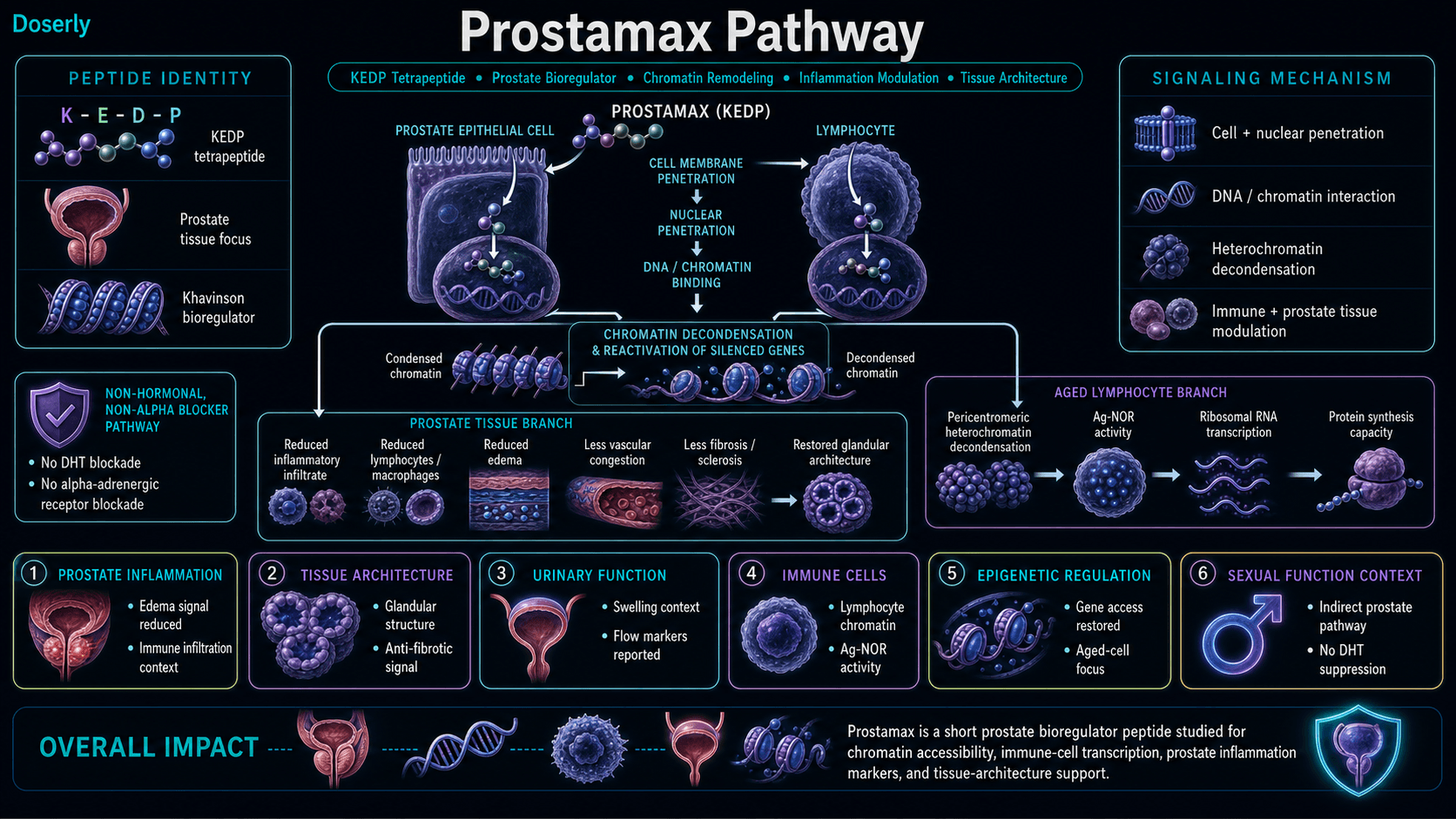 Prostamax pathway infographic showing KEDP tetrapeptide prostate bioregulator identity, cell and nuclear penetration into prostate epithelial cells and lymphocytes, DNA and chromatin interaction, heterochromatin decondensation, reactivation of silenced genes, Ag-NOR activity and ribosomal RNA transcription in aged lymphocytes, reduced prostate inflammatory infiltrate with lymphocytes and macrophages, reduced edema vascular congestion fibrosis and sclerosis, restored glandular architecture context, immune and prostate tissue modulation, urinary function context, non-hormonal pathway without DHT suppression, and no alpha-adrenergic receptor blockade.