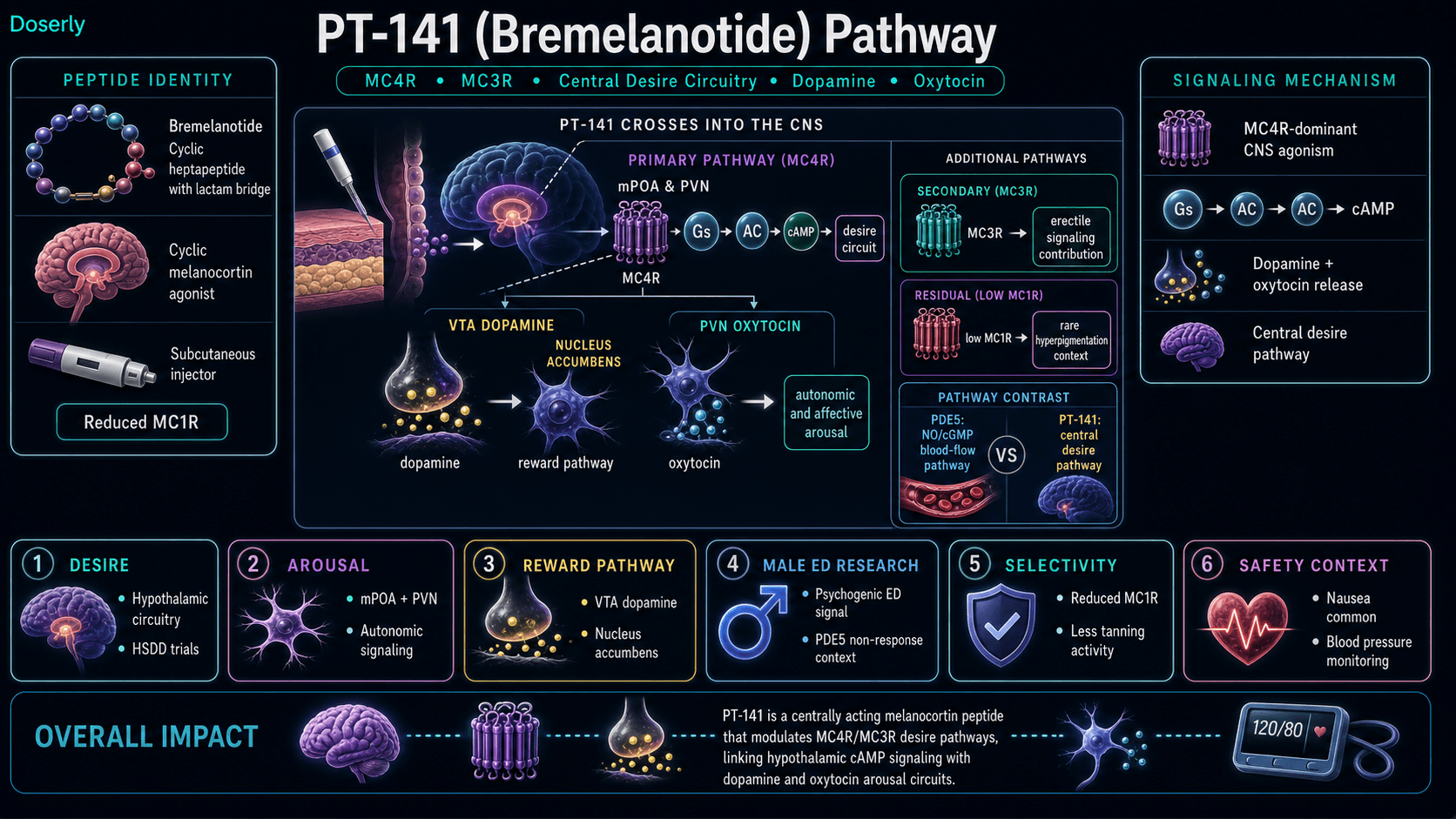 PT-141 bremelanotide pathway infographic showing cyclic melanocortin heptapeptide identity, reduced MC1R activity compared with Melanotan II, central nervous system penetration, MC4R dominant signaling in the medial preoptic area and paraventricular nucleus of the hypothalamus, Gs AC cAMP desire circuitry, VTA dopamine release to the nucleus accumbens reward pathway, PVN oxytocin release for autonomic and affective arousal, MC3R contribution to erectile signaling, contrast with peripheral PDE5 NO cGMP blood-flow pathways, HSDD clinical trial context, psychogenic erectile dysfunction research, rare hyperpigmentation context, nausea, and blood pressure monitoring.