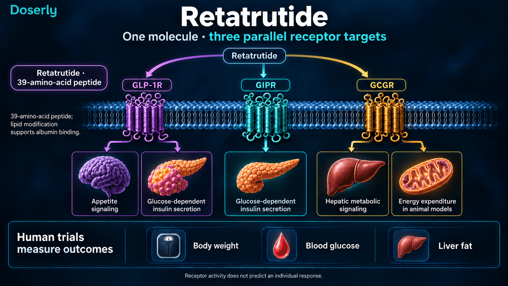 Le retatrutide cible en parallèle les récepteurs du GLP-1, du GIP et du glucagon; les mécanismes sont distingués des résultats des essais humains.