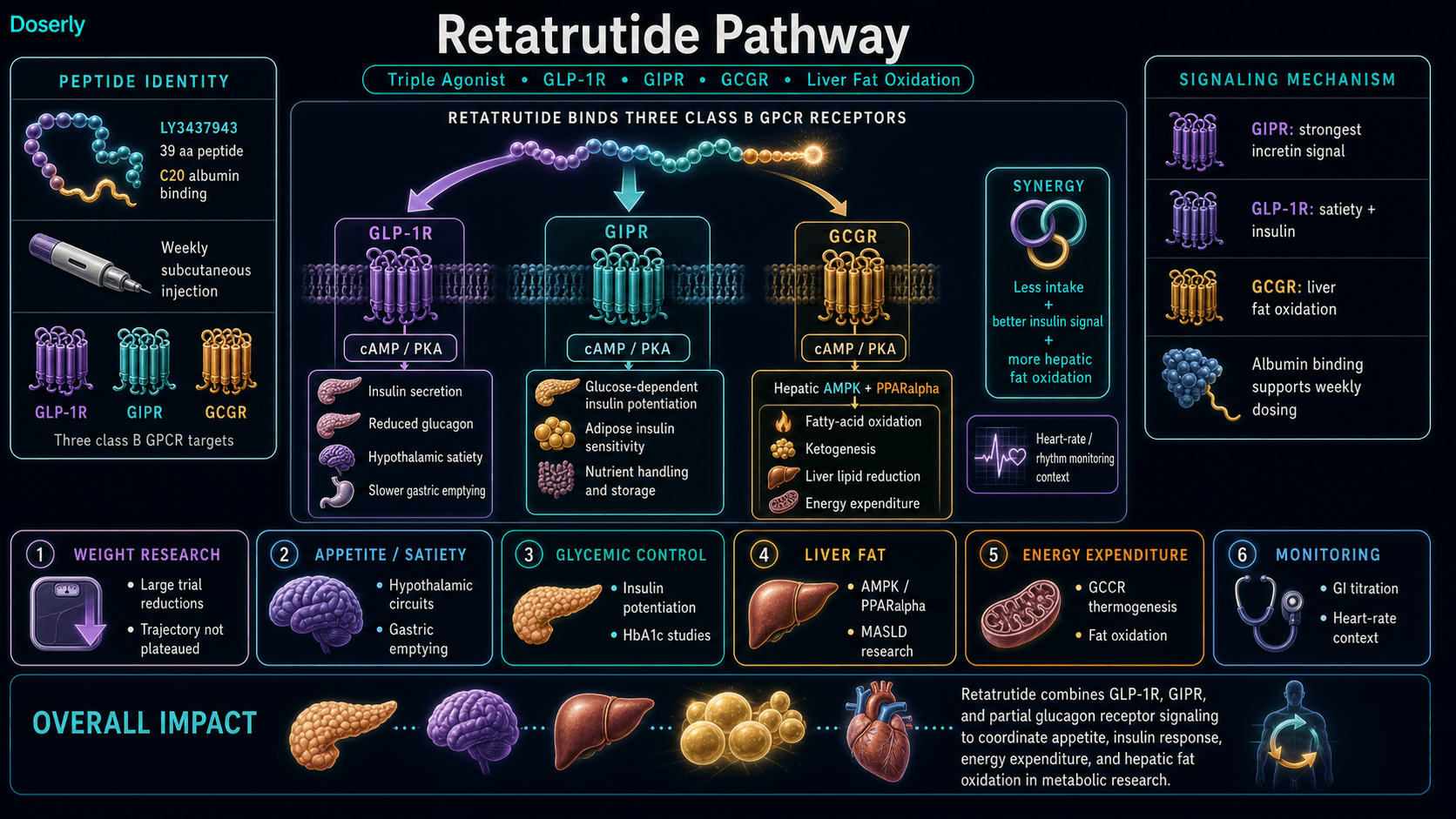Retatrutide pathway infographic showing LY3437943 long-acting 39 amino acid peptide identity with C20 albumin-binding modification, triple agonist activity at GLP-1R GIPR and GCGR, GIPR dominant cAMP PKA incretin signaling for insulin potentiation and adipose insulin sensitivity, GLP-1R cAMP PKA signaling for satiety insulin secretion reduced glucagon and slower gastric emptying, partial GCGR signaling through hepatic AMPK and PPARalpha for fatty acid oxidation ketogenesis liver lipid reduction and energy expenditure, synergy between reduced intake improved insulin signaling and hepatic fat oxidation, weight research, HbA1c studies, MASLD liver fat research, GI titration, and heart-rate monitoring context.