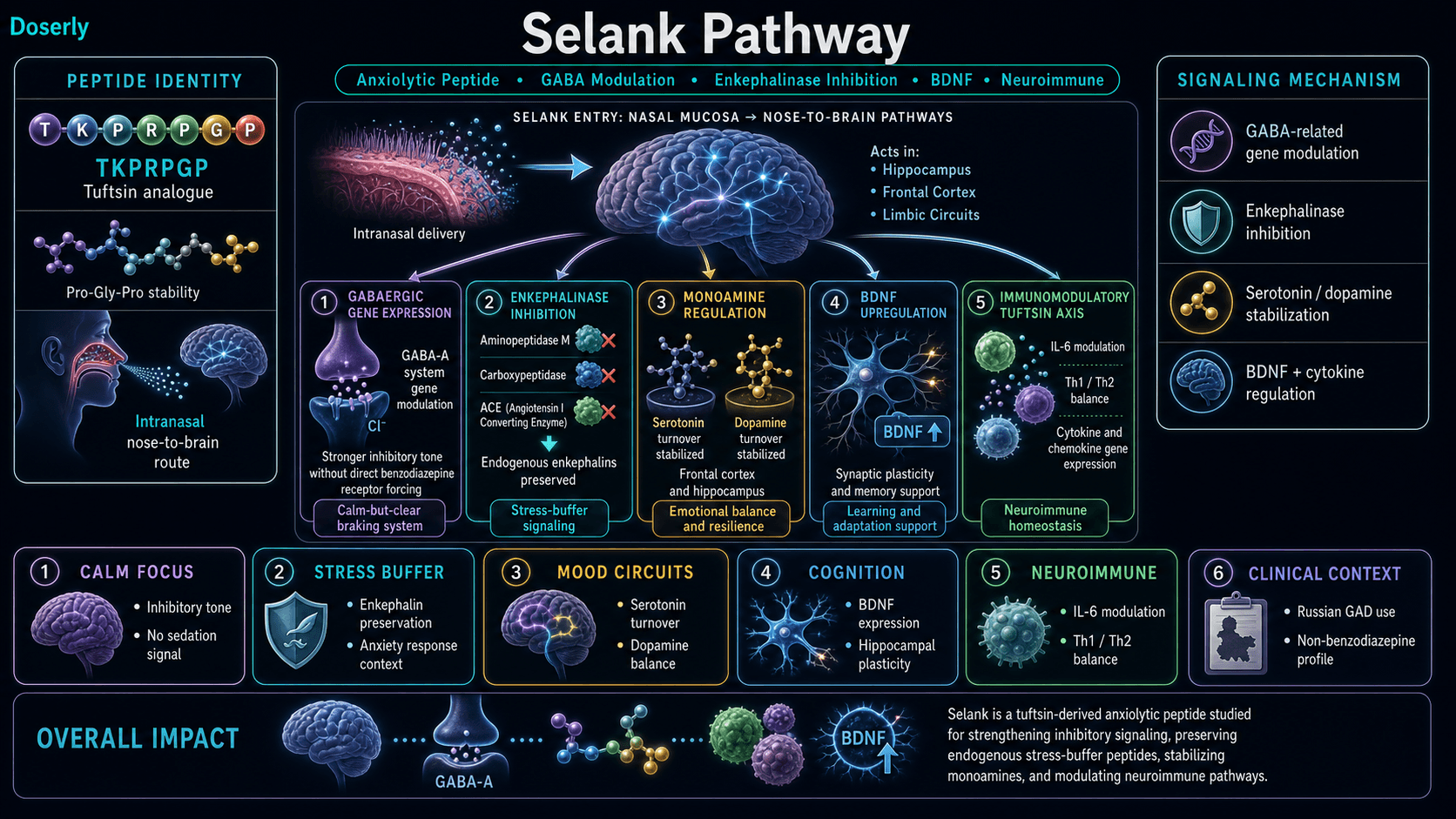 Selank pathway infographic showing tuftsin analogue TKPRPGP heptapeptide identity, intranasal nose-to-brain delivery, hippocampus frontal cortex and limbic circuit activity, GABA-A related gene-expression modulation that strengthens inhibitory tone without direct benzodiazepine receptor forcing, enkephalinase inhibition through aminopeptidase M carboxypeptidase and ACE to preserve endogenous enkephalins, serotonin and dopamine turnover stabilization, BDNF upregulation in the hippocampus, IL-6 modulation, Th1 Th2 cytokine balance, cytokine and chemokine gene expression, calm focus, stress-buffer signaling, mood circuits, cognition, and Russian generalized anxiety disorder clinical context.