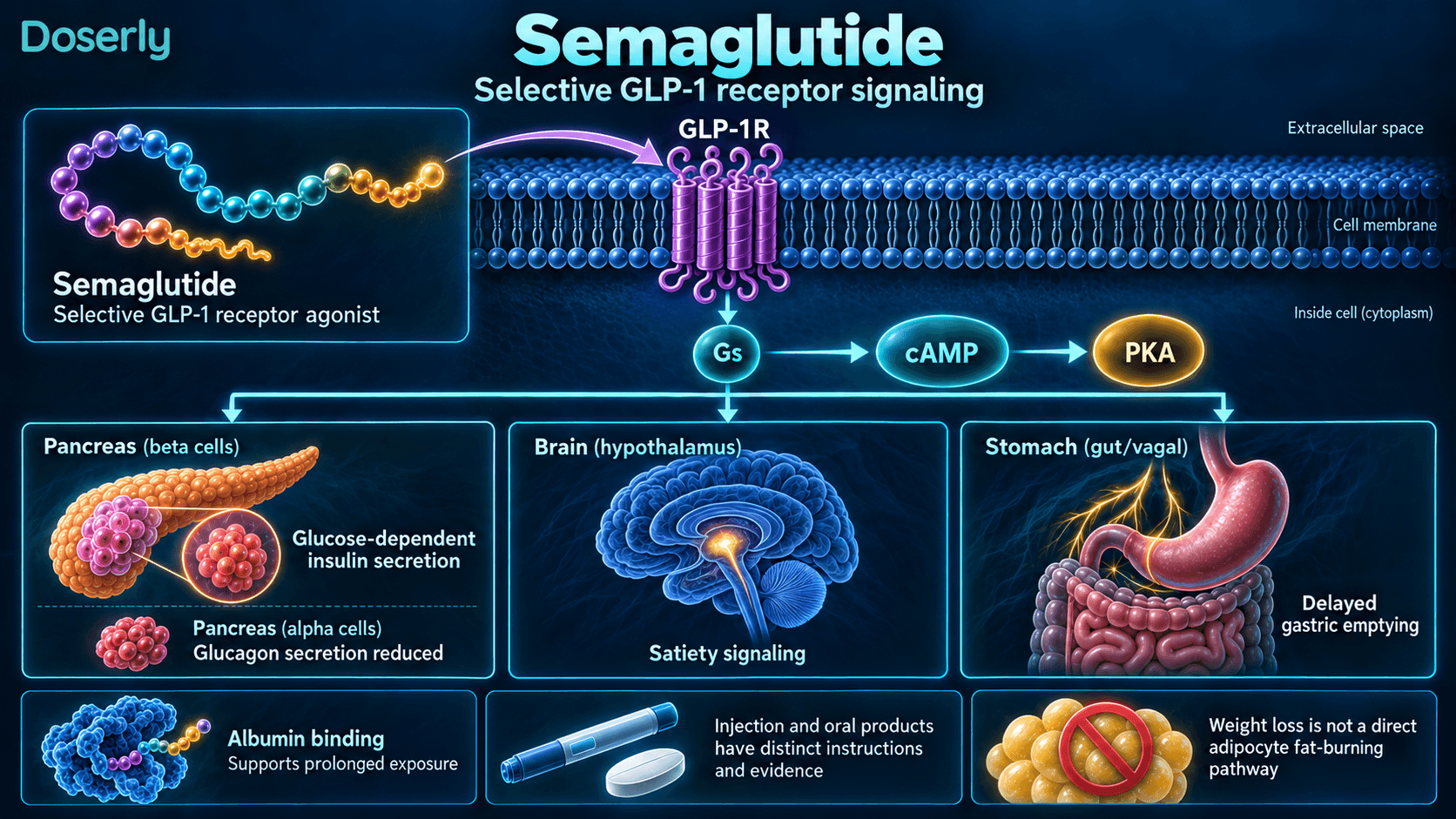 Signalisation intracellulaire du GLP-1 par le sémaglutide, sécrétion d’insuline, satiété et effets sur la vidange gastrique, avec le contexte de liaison à l’albumine.