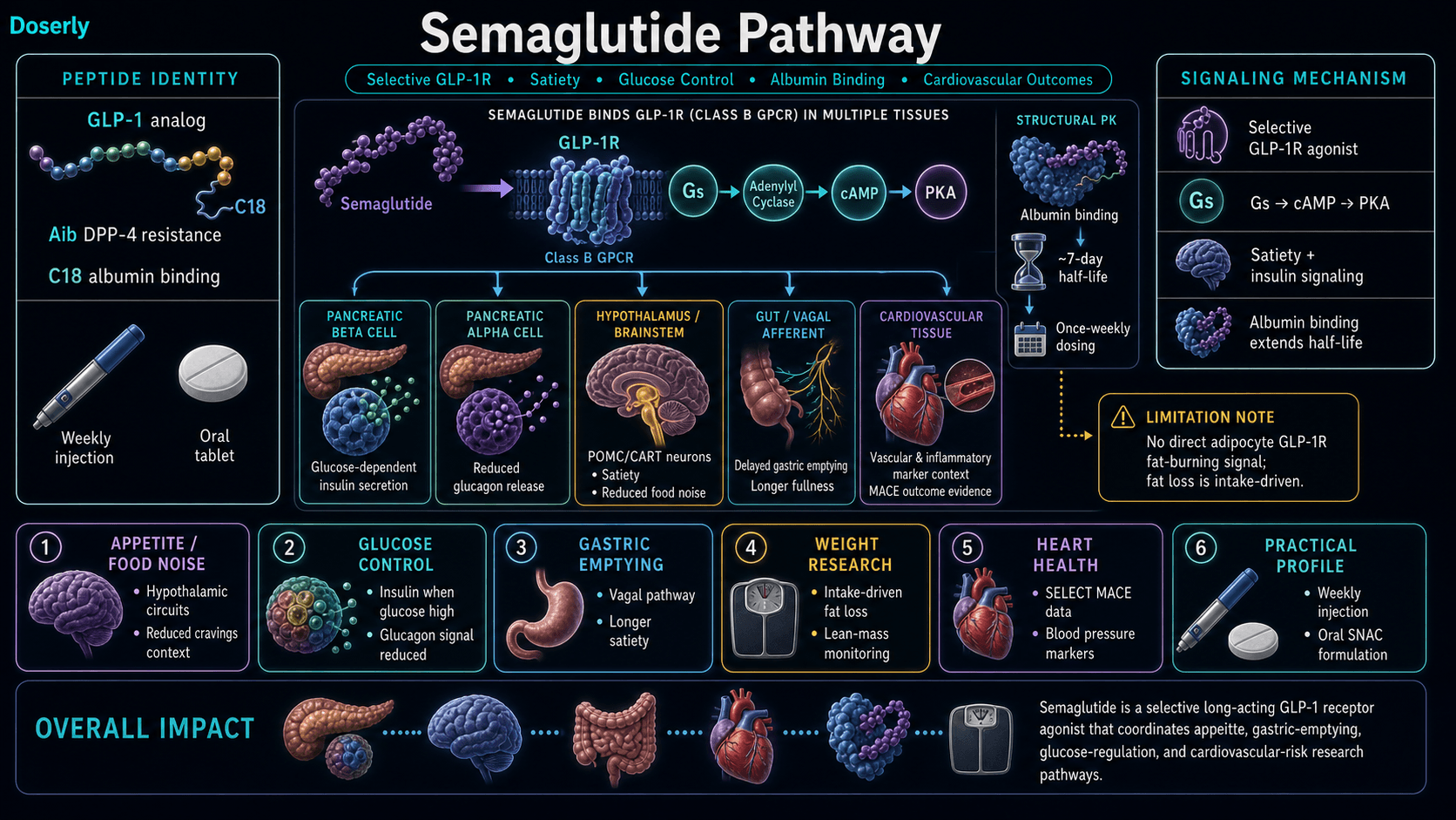 Semaglutide pathway infographic showing modified GLP-1 peptide analog identity with Aib DPP-4 resistance and C18 fatty acid albumin-binding tail, selective GLP-1R receptor activation, Gs adenylyl cyclase cAMP PKA signaling, glucose-dependent insulin secretion from pancreatic beta cells, reduced glucagon release from alpha cells, hypothalamic and brainstem POMC CART satiety signaling, reduced food noise and cravings context, vagal delayed gastric emptying, cardiovascular and inflammatory marker pathways, SELECT MACE outcome evidence, seven-day half-life, once-weekly dosing, oral SNAC formulation, and the limitation that fat loss is primarily intake-driven rather than direct adipocyte GLP-1R fat-burning signaling.