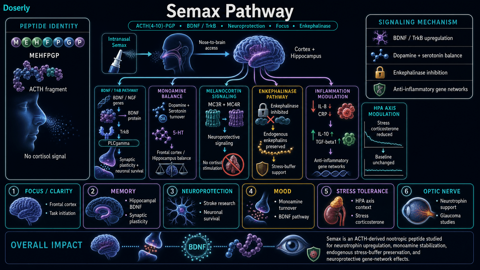 Semax pathway infographic showing ACTH(4-10)-PGP MEHFPGP heptapeptide identity, intranasal nose-to-brain access to cortex and hippocampus, BDNF and NGF gene expression, BDNF protein increase, TrkB activation, PLCgamma signaling, synaptic plasticity, dendritic spine formation, neuronal survival, dopamine and serotonin turnover modulation in frontal cortex and hippocampus, MC3R and MC4R melanocortin receptor activity without cortisol stimulation, enkephalinase inhibition preserving endogenous enkephalins, anti-inflammatory transcriptomic effects with IL-8 and CRP reduction and IL-10 and TGF-beta1 increases, HPA axis stress modulation, focus, memory, mood, stroke research, optic nerve support, and neuroprotection.