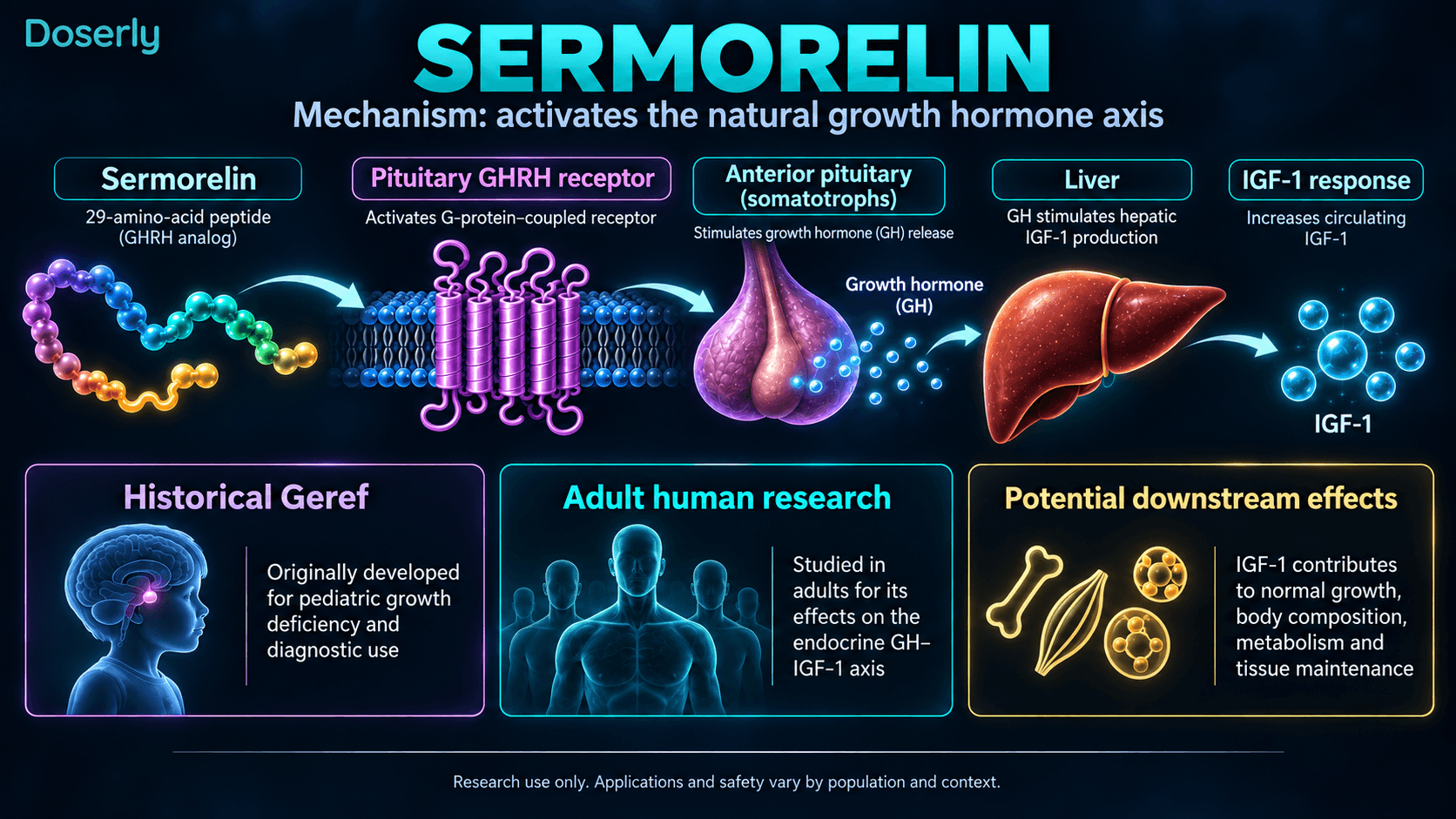 Signalisation de la sermoréline, de l’hormone de croissance hypophysaire à l’IGF-1 hépatique, avec contexte de recherche.