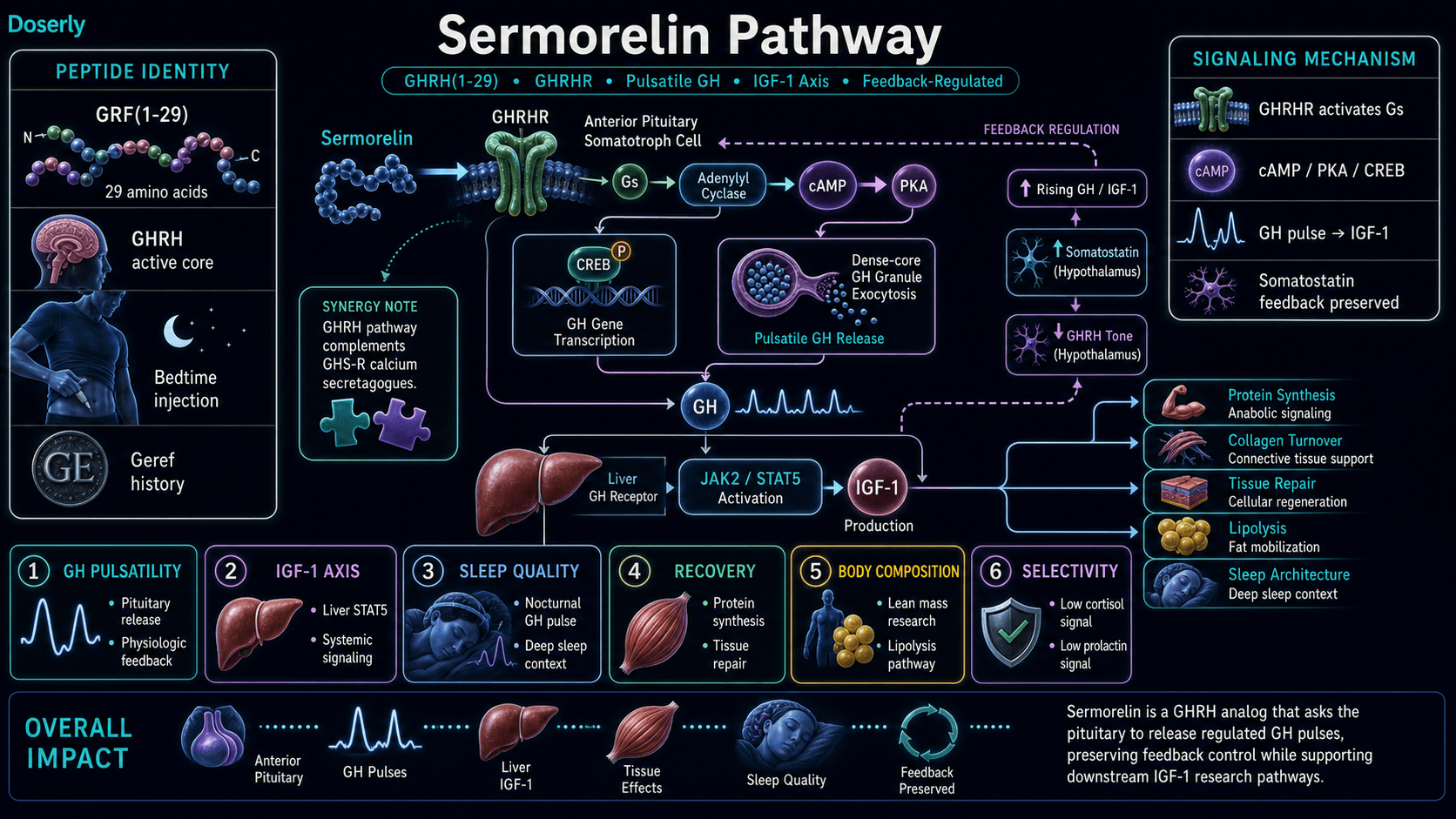 Sermorelin pathway infographic showing GHRH(1-29) GRF(1-29) peptide identity, GHRHR receptor activation on anterior pituitary somatotroph cells, Gs adenylyl cyclase cAMP PKA CREB signaling, growth hormone gene transcription, dense-core GH granule exocytosis, pulsatile GH release, GH receptor JAK2 STAT5 signaling in the liver, IGF-1 production, downstream protein synthesis collagen turnover tissue repair lipolysis and sleep architecture context, preserved negative feedback from GH and IGF-1 through hypothalamic somatostatin and reduced GHRH tone, and complementary synergy with GHS-R calcium secretagogues.
