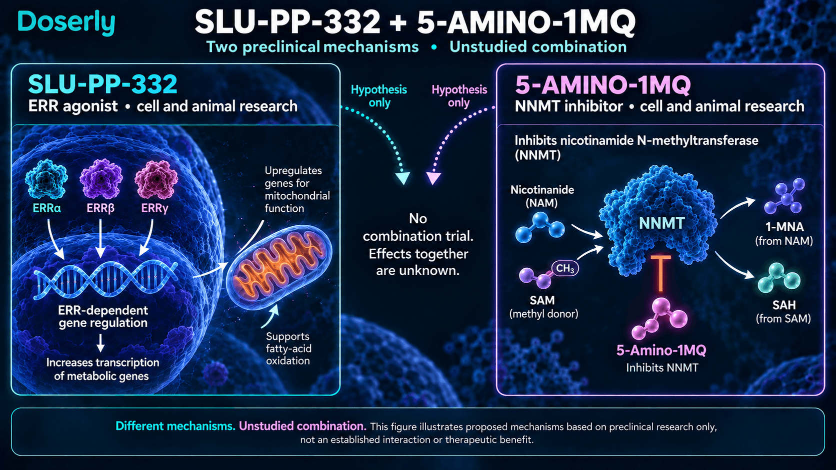 Mécanismes distincts des ERR et de la NNMT pour le SLU-PP-332 et le 5-Amino-1MQ; leur association reste non étudiée.