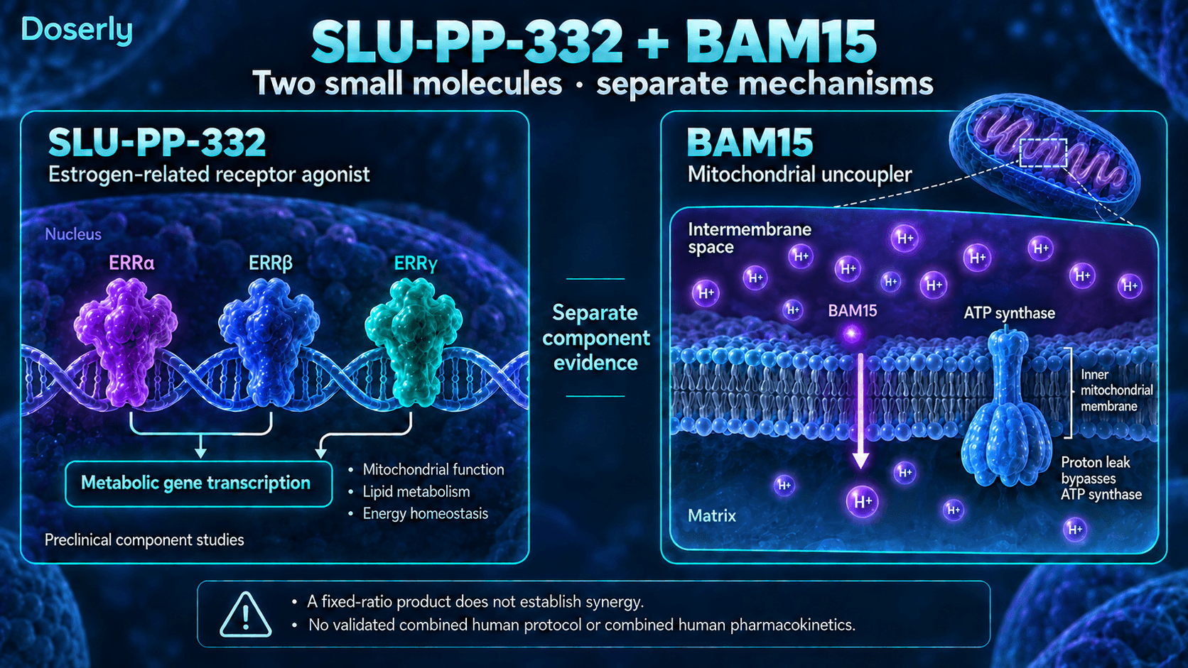 Mécanismes distincts de transcription génique du SLU-PP-332 et de fuite de protons du BAM15; les résultats sur les composants ne démontrent pas une synergie du mélange.