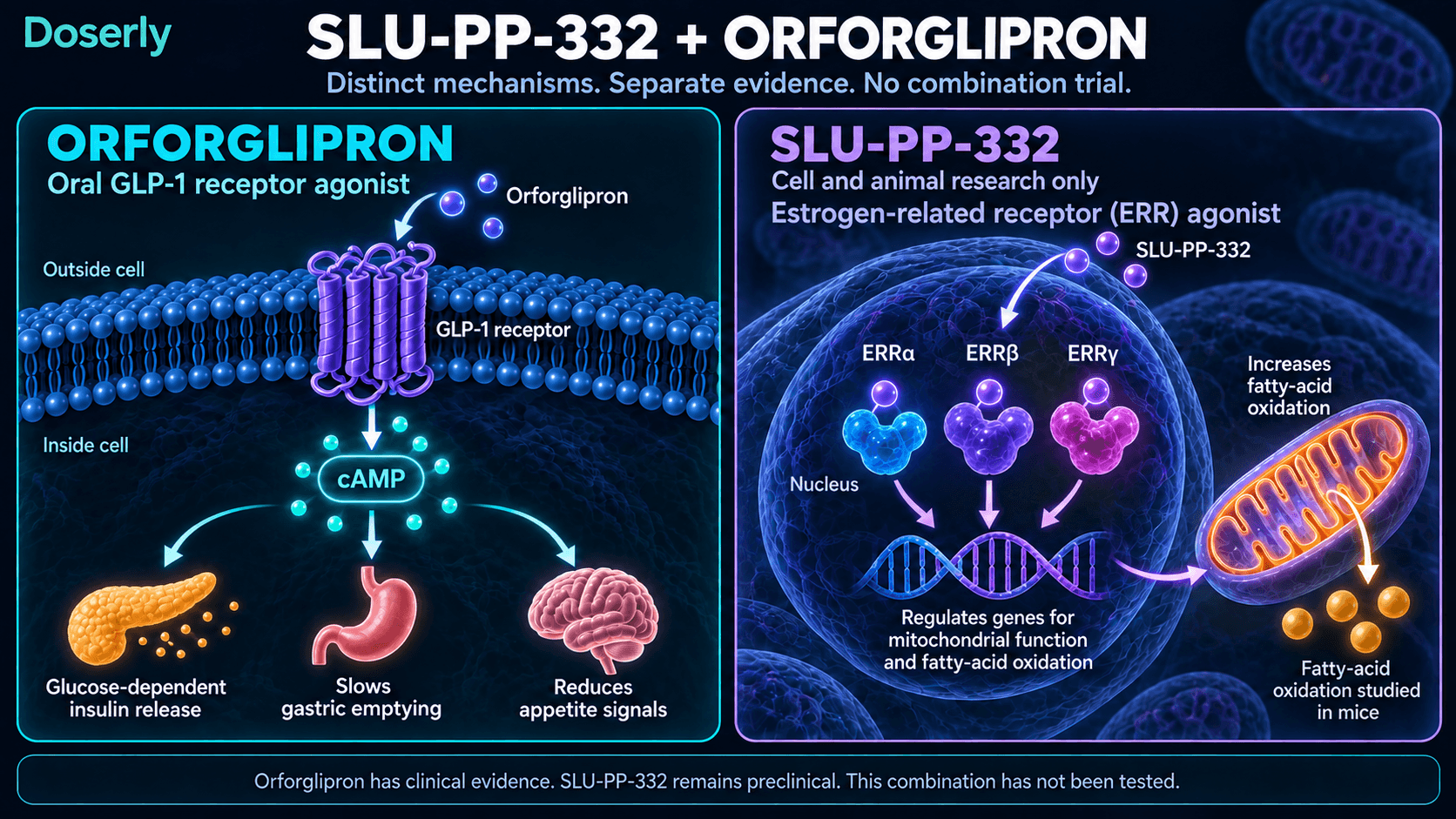 Signalisation du GLP-1 par l’orforglipron et recherche préclinique sur les récepteurs nucléaires du SLU-PP-332, sans effets établis de leur association.