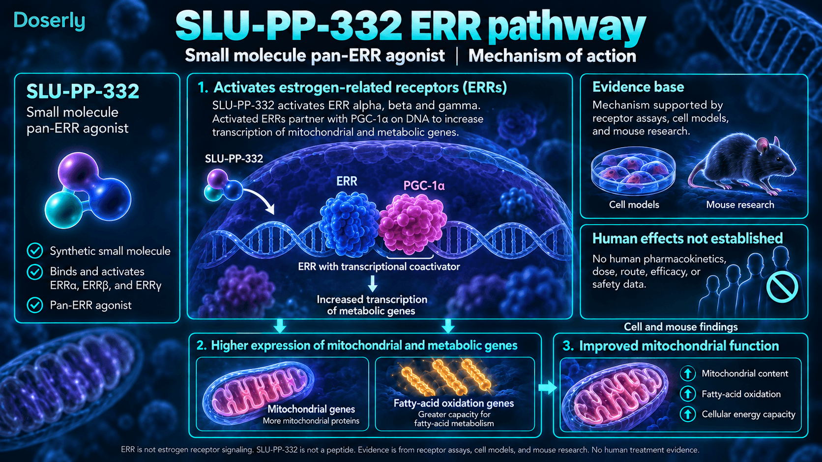 Activation des récepteurs apparentés aux œstrogènes et expression des gènes métaboliques par le SLU-PP-332 dans des recherches cellulaires et murines.