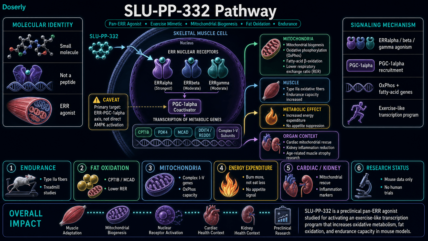 SLU-PP-332 pathway infographic showing synthetic small molecule not peptide identity, pan-ERR agonist activity at ERRalpha ERRbeta and ERRgamma with strongest ERRalpha signaling, nuclear receptor activation in skeletal muscle cells, PGC-1alpha coactivator recruitment, transcription of CPT1B PDK4 MCAD DDIT4 REDD1 and mitochondrial Complex I through Complex V genes, mitochondrial biogenesis, oxidative phosphorylation, fatty acid beta-oxidation, lower respiratory exchange ratio, Type IIa oxidative muscle fiber shift, increased energy expenditure without appetite suppression, cardiac mitochondrial rescue, kidney inflammation marker reduction, age-related muscle atrophy research, mouse-only preclinical research status, and caveat that the primary target is the ERR-PGC-1alpha axis rather than direct AMPK activation.