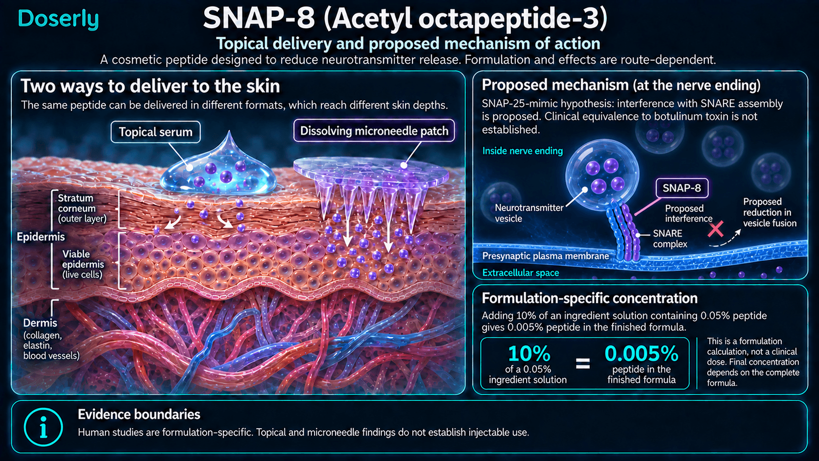Administration cutanée du SNAP-8, interaction proposée avec le complexe SNARE et calcul de concentration propre à la formulation.