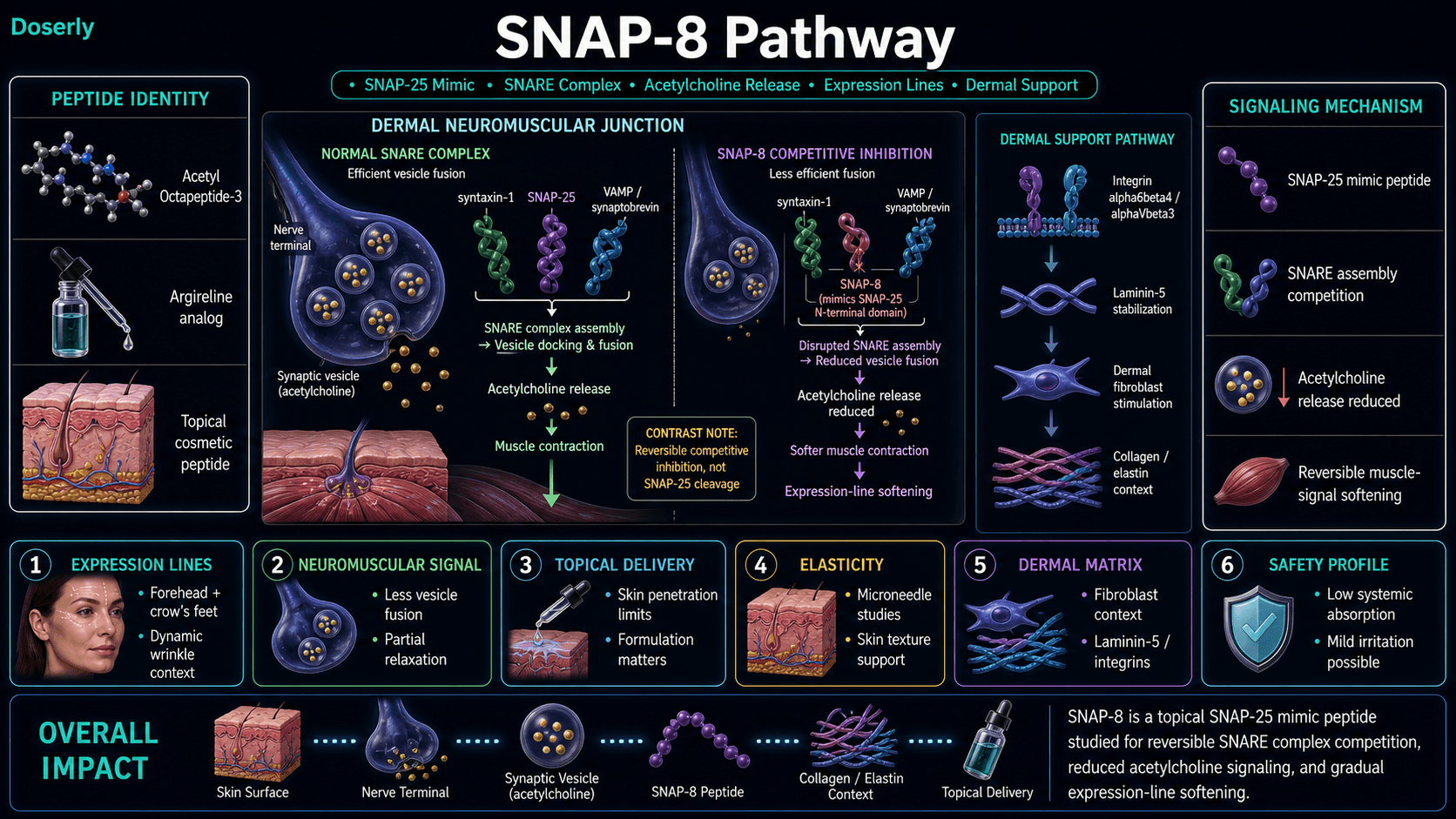 SNAP-8 pathway infographic showing acetyl octapeptide cosmetic peptide identity, Argireline analog structure, topical delivery into skin, dermal neuromuscular junction signaling, normal SNARE complex assembly with syntaxin-1 SNAP-25 and VAMP synaptobrevin, SNAP-8 mimicry of the SNAP-25 N-terminal domain, competitive SNARE assembly inhibition, reduced synaptic vesicle docking and fusion, reduced acetylcholine release, softer facial muscle contraction, expression-line softening for forehead lines crow's feet and dynamic wrinkles, reversible competitive inhibition rather than SNAP-25 cleavage, skin penetration limits and formulation importance, alpha6beta4 and alphaVbeta3 integrin signaling context, Laminin-5 stabilization, dermal fibroblast stimulation, collagen elastin context, low systemic absorption, and mild irritation possibility.
