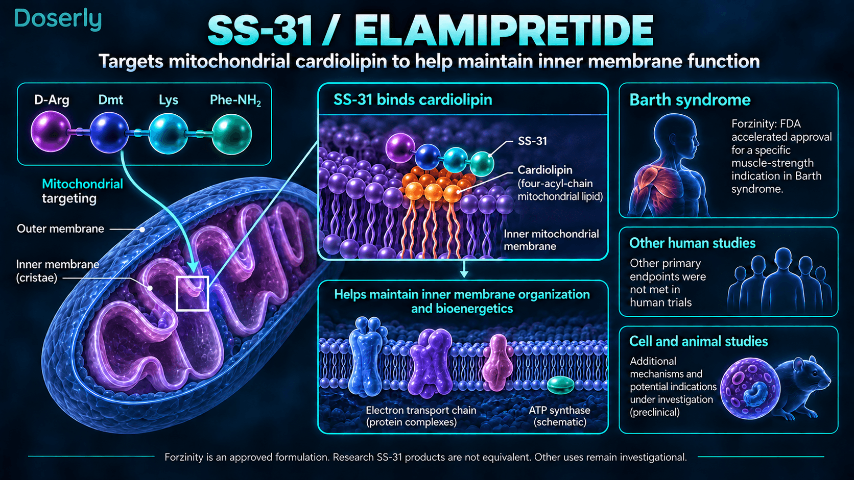Liaison de l’élamiprétide à la cardiolipine mitochondriale, avec distinction entre l’autorisation de Forzinity et les autres utilisations en recherche.