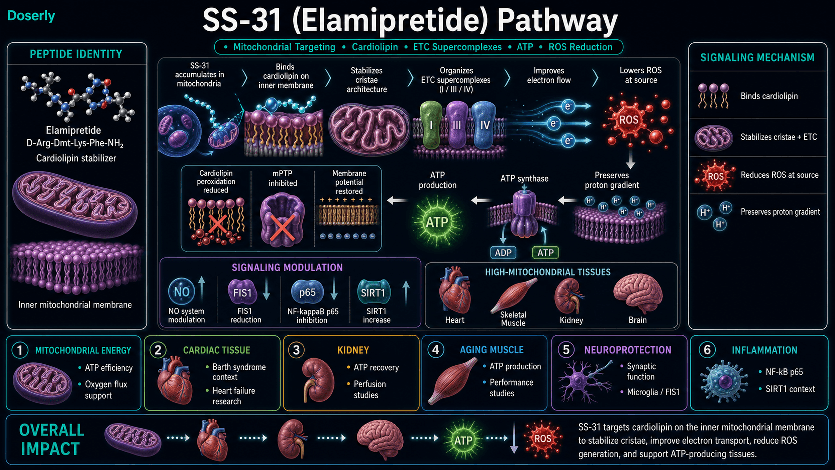 SS-31 elamipretide pathway infographic showing aromatic-cationic D-Arg-Dmt-Lys-Phe-NH2 tetrapeptide identity, mitochondrial accumulation, cardiolipin binding on the inner mitochondrial membrane, cristae stabilization, Complex I Complex III and Complex IV ETC supercomplex organization, improved electron flow, reduced ROS generation at the source, preserved proton gradient, ATP synthase and ATP production, reduced cardiolipin peroxidation, mPTP inhibition, membrane potential restoration, NO system modulation, FIS1 reduction, NF-kappaB p65 inhibition, SIRT1 increase, and high-mitochondrial tissue context including heart skeletal muscle kidney and brain.