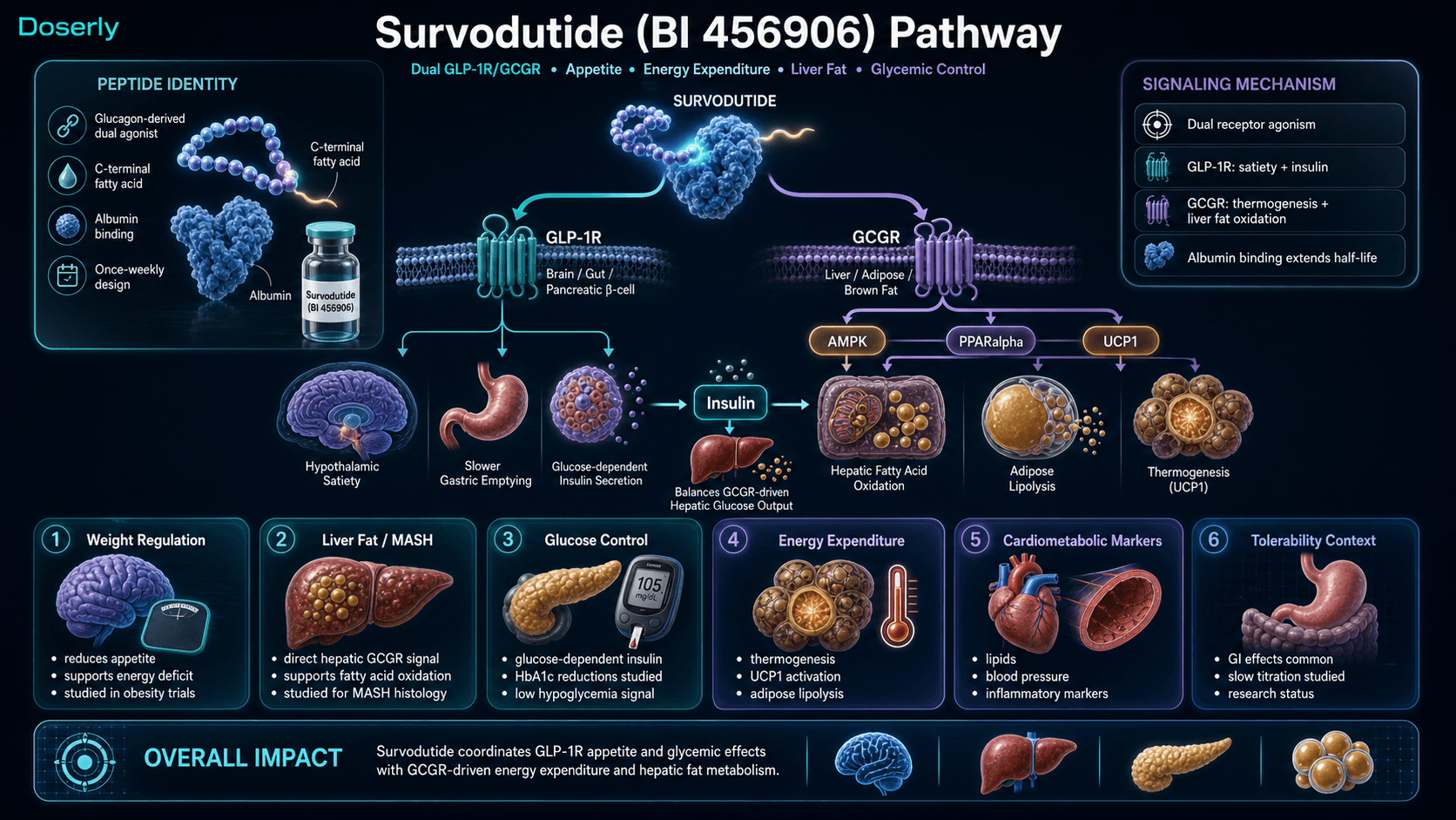 Survodutide BI 456906 pathway infographic showing glucagon-derived dual GLP-1R and GCGR receptor agonism, C-terminal fatty acid albumin binding, hypothalamic appetite signaling, delayed gastric emptying, pancreatic glucose-dependent insulin secretion, GCGR-driven brown adipose UCP1 thermogenesis, adipose lipolysis, hepatic AMPK and PPARalpha fatty acid oxidation, liver fat reduction research context, and GLP-1 balancing of GCGR hepatic glucose output.