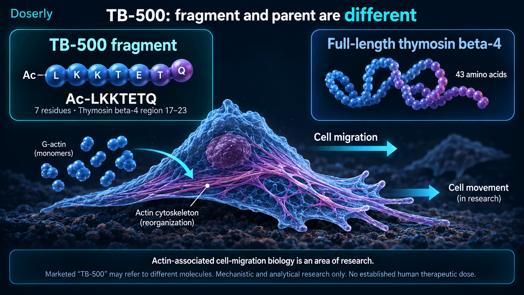 Identité du fragment TB-500 comparée à la thymosine bêta-4 complète et aux recherches connexes sur la migration cellulaire.