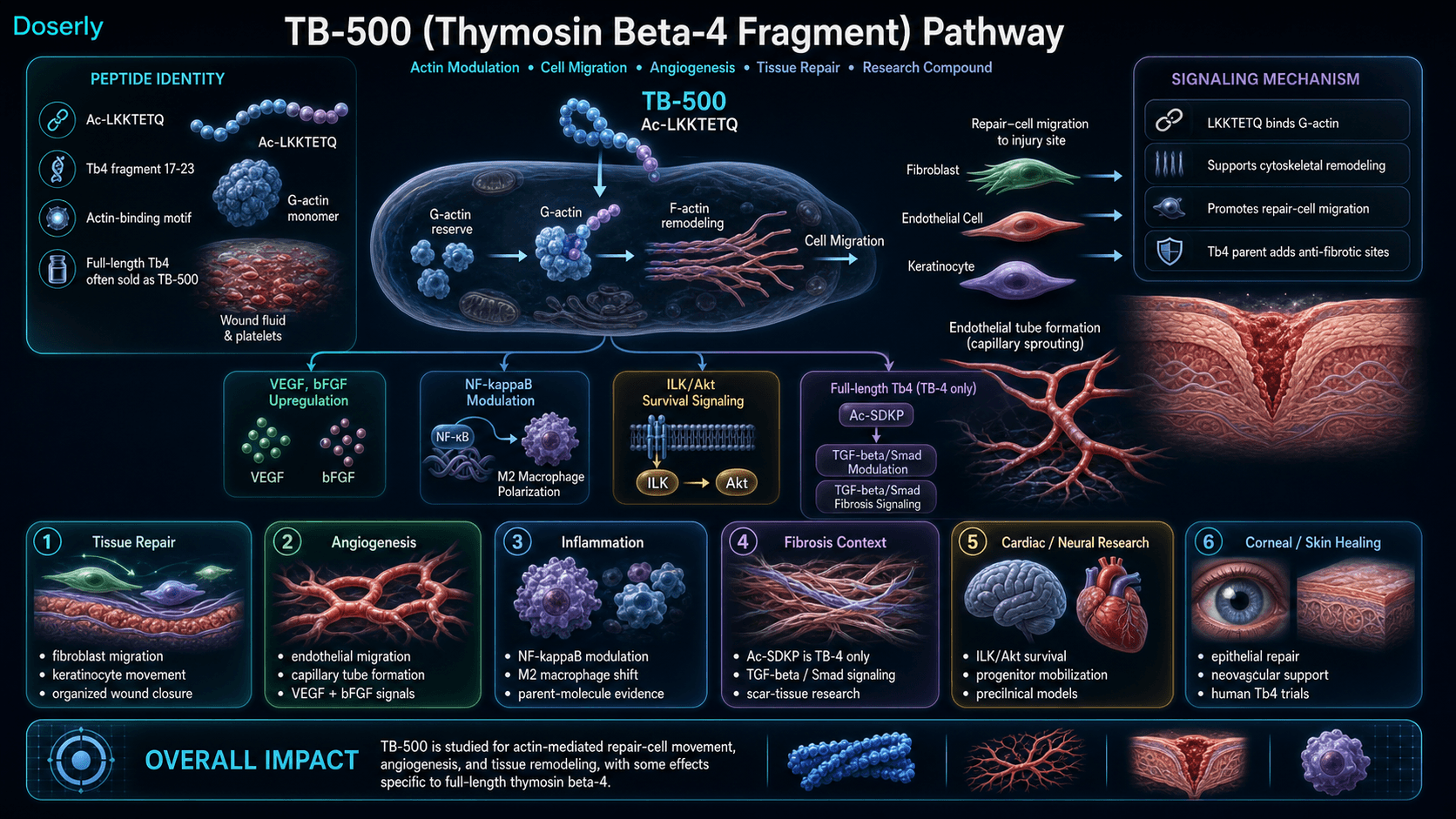 TB-500 thymosin beta-4 fragment pathway infographic showing Ac-LKKTETQ fragment 17-23 identity, G-actin binding, G-actin reserve pools, F-actin cytoskeletal remodeling, fibroblast endothelial cell and keratinocyte migration, VEGF and bFGF angiogenesis signaling, capillary tube formation, ILK Akt cell survival signaling, NF-kappaB modulation and M2 macrophage context, and the distinction that Ac-SDKP anti-fibrotic TGF-beta Smad signaling is specific to full-length thymosin beta-4.