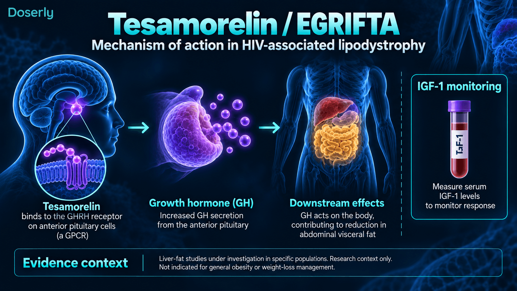 Signalisation hypophysaire de l’hormone de croissance par la tésamoréline, effets sur la graisse viscérale et contexte du suivi de l’IGF-1.