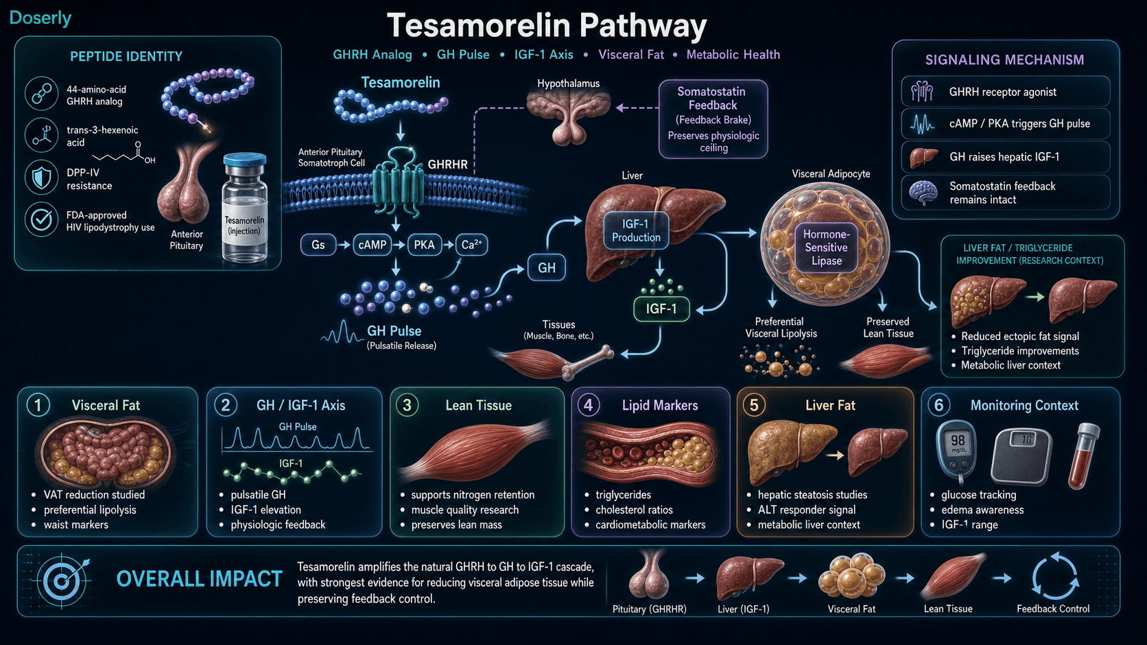 Tesamorelin pathway infographic showing 44-amino-acid GHRH analog identity with trans-3-hexenoic acid DPP-IV resistance, binding to GHRH receptor on anterior pituitary somatotroph cells, Gs cAMP PKA and calcium signaling, pulsatile growth hormone release, hepatic IGF-1 production, somatostatin feedback preservation, visceral adipocyte hormone-sensitive lipase activation, preferential visceral lipolysis, lean tissue preservation, lipid marker context, liver fat research, and glucose IGF-1 monitoring context.