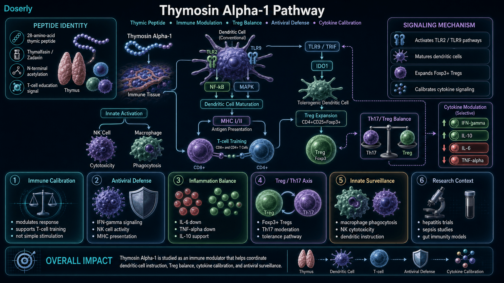 Thymosin Alpha-1 pathway infographic showing 28-amino-acid thymic peptide identity, thymalfasin Zadaxin context, TLR2 and TLR9 signaling on dendritic cells and macrophages, NF-kappaB and MAPK activation, dendritic cell maturation, MHC I and MHC II antigen presentation, TLR9 TRIF IDO1 tolerance signaling, Foxp3 positive regulatory T-cell expansion, Th17 Treg balance, selective cytokine modulation with IL-6 and TNF-alpha reduction and IFN-gamma and IL-10 support, NK cell cytotoxicity, macrophage phagocytosis, and immune modulation research context.